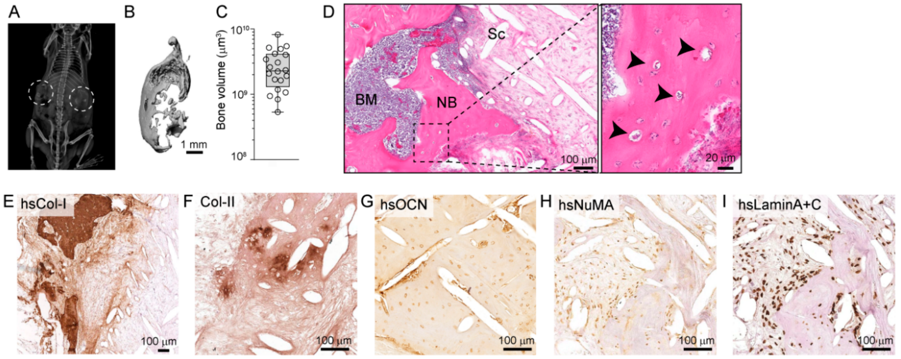 Cancers 10 00438 g001