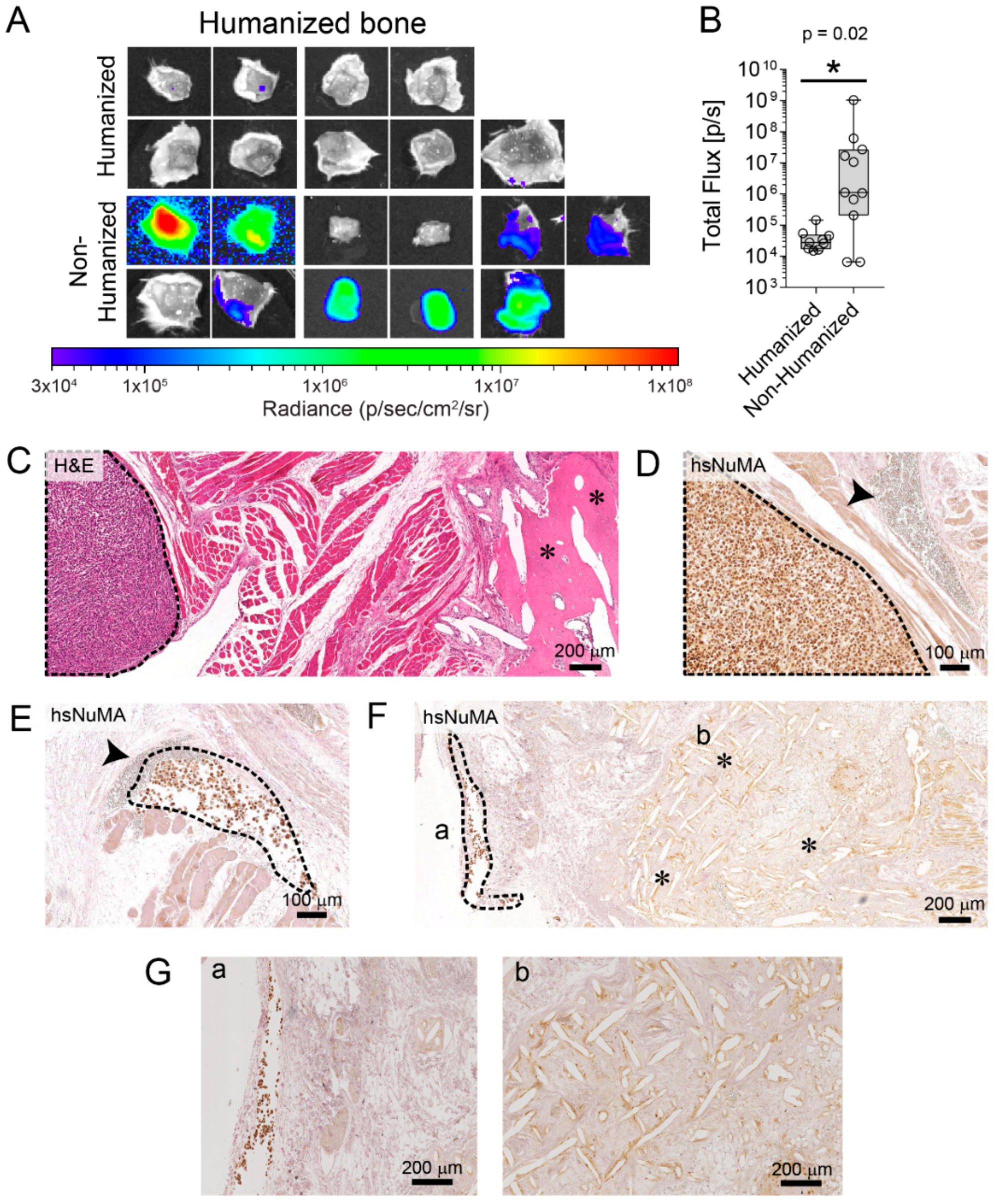 Cancers 10 00438 g003