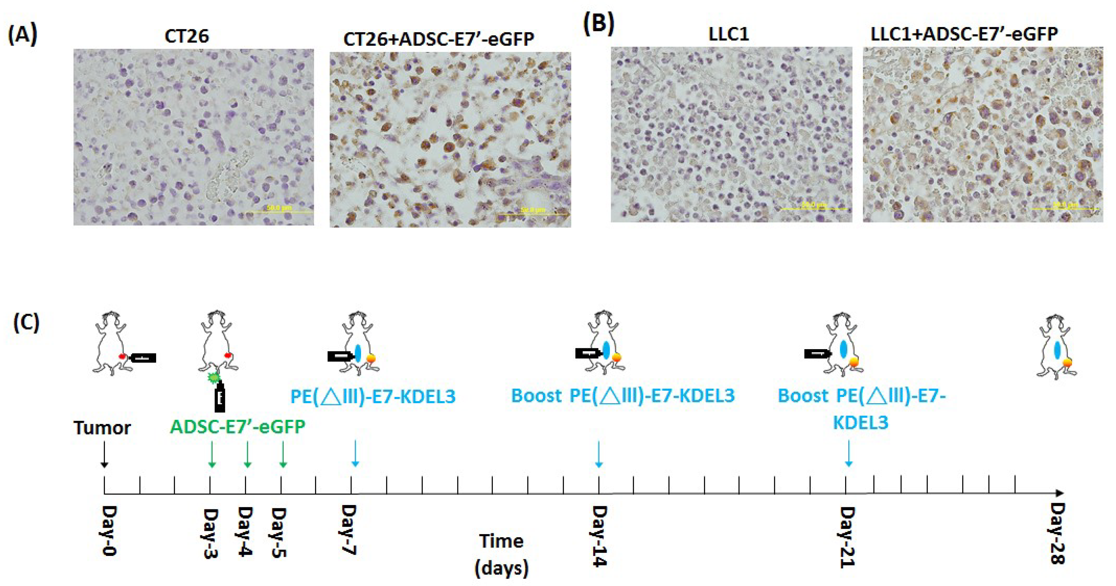 Cancers 10 00446 g003a