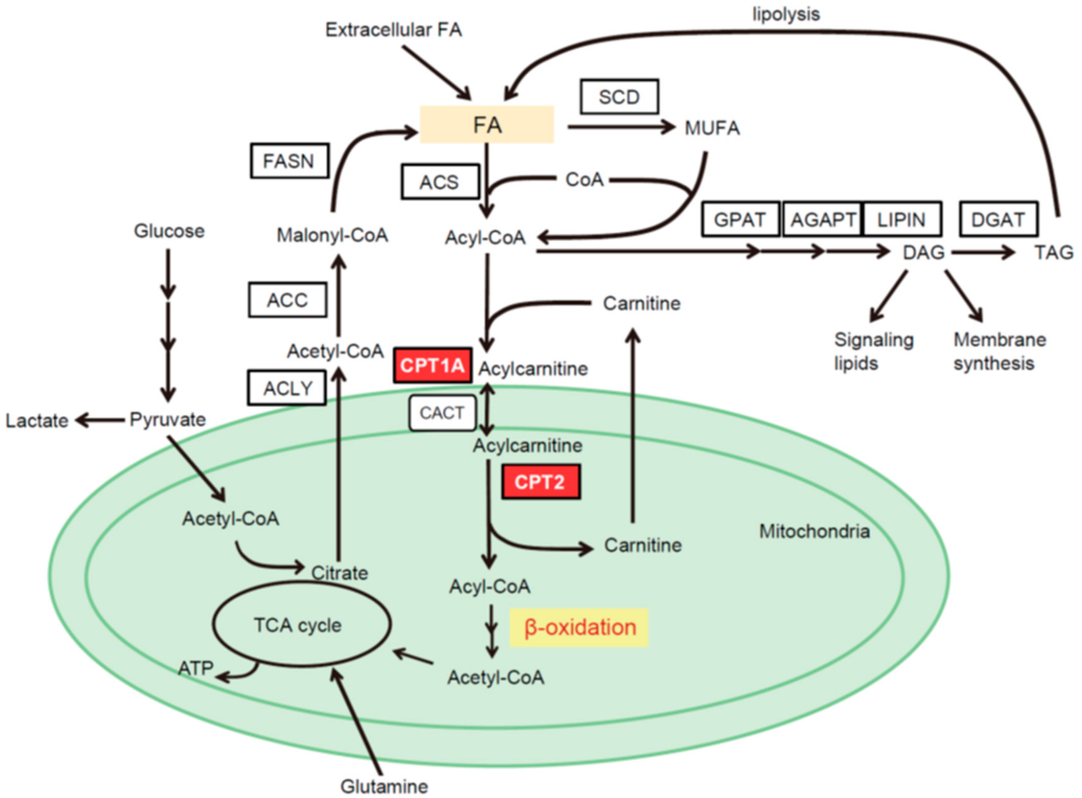 Cancers 10 00447 g001