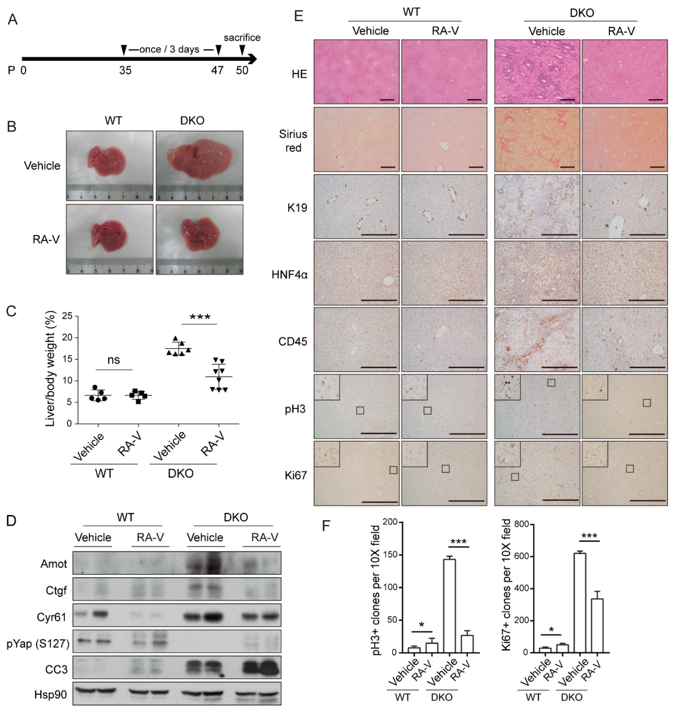 Cancers 10 00449 g003