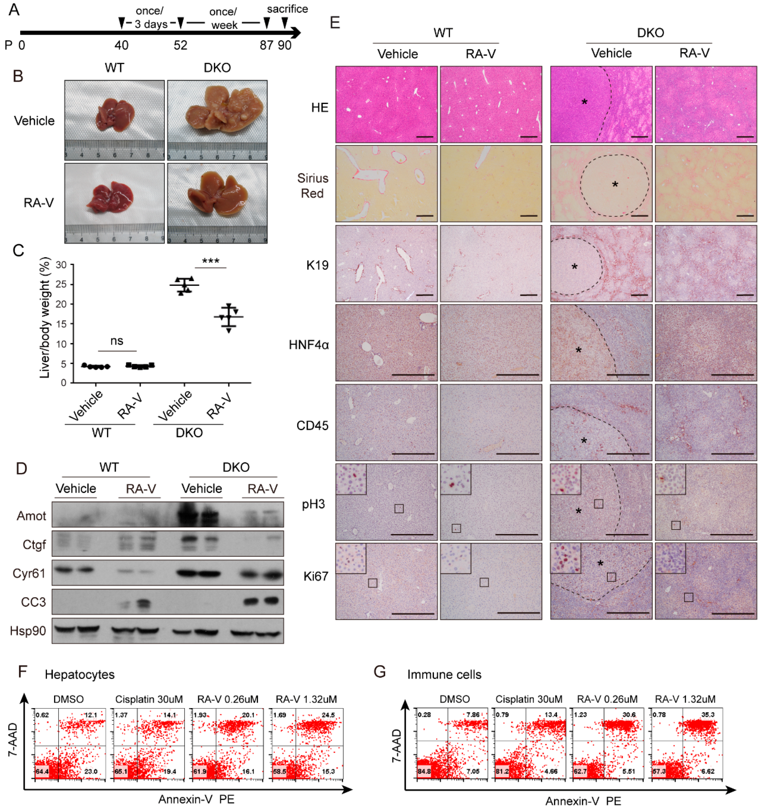 Cancers 10 00449 g005