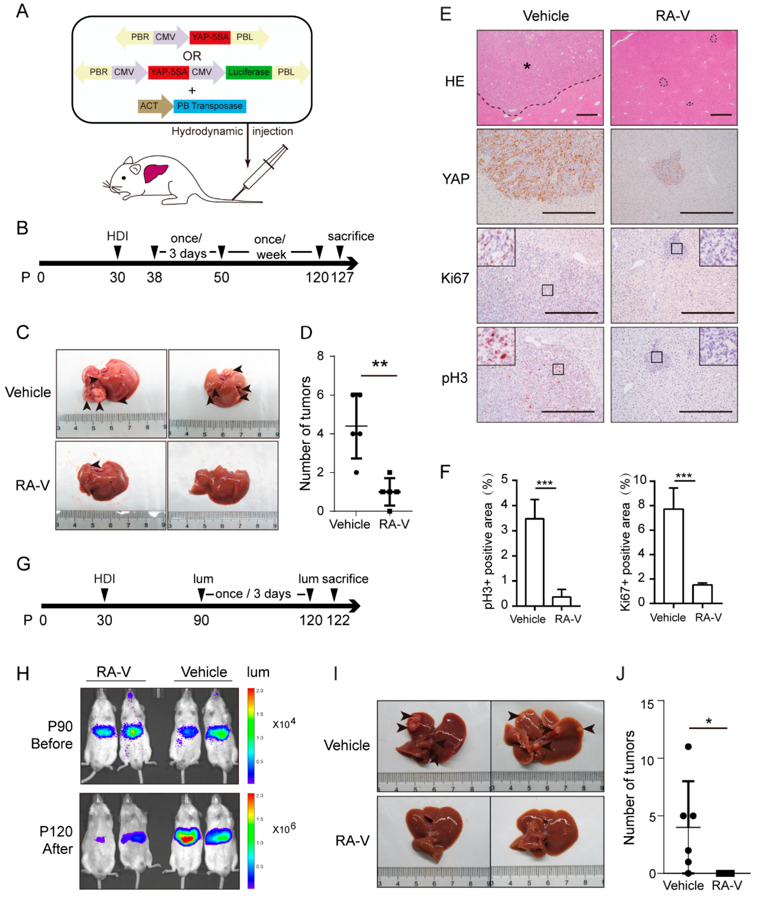 Cancers 10 00449 g006