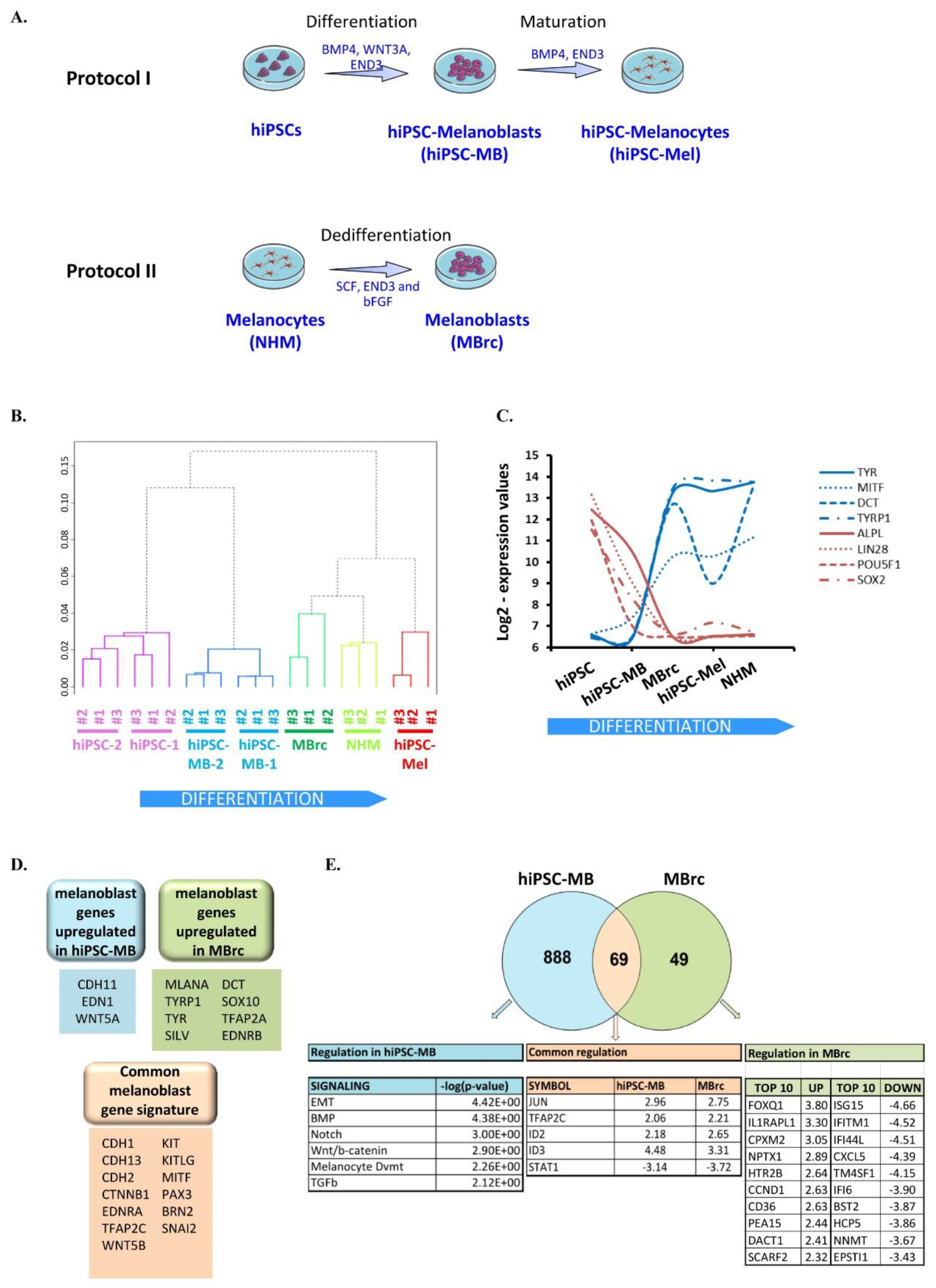 Cancers 10 00451 g001