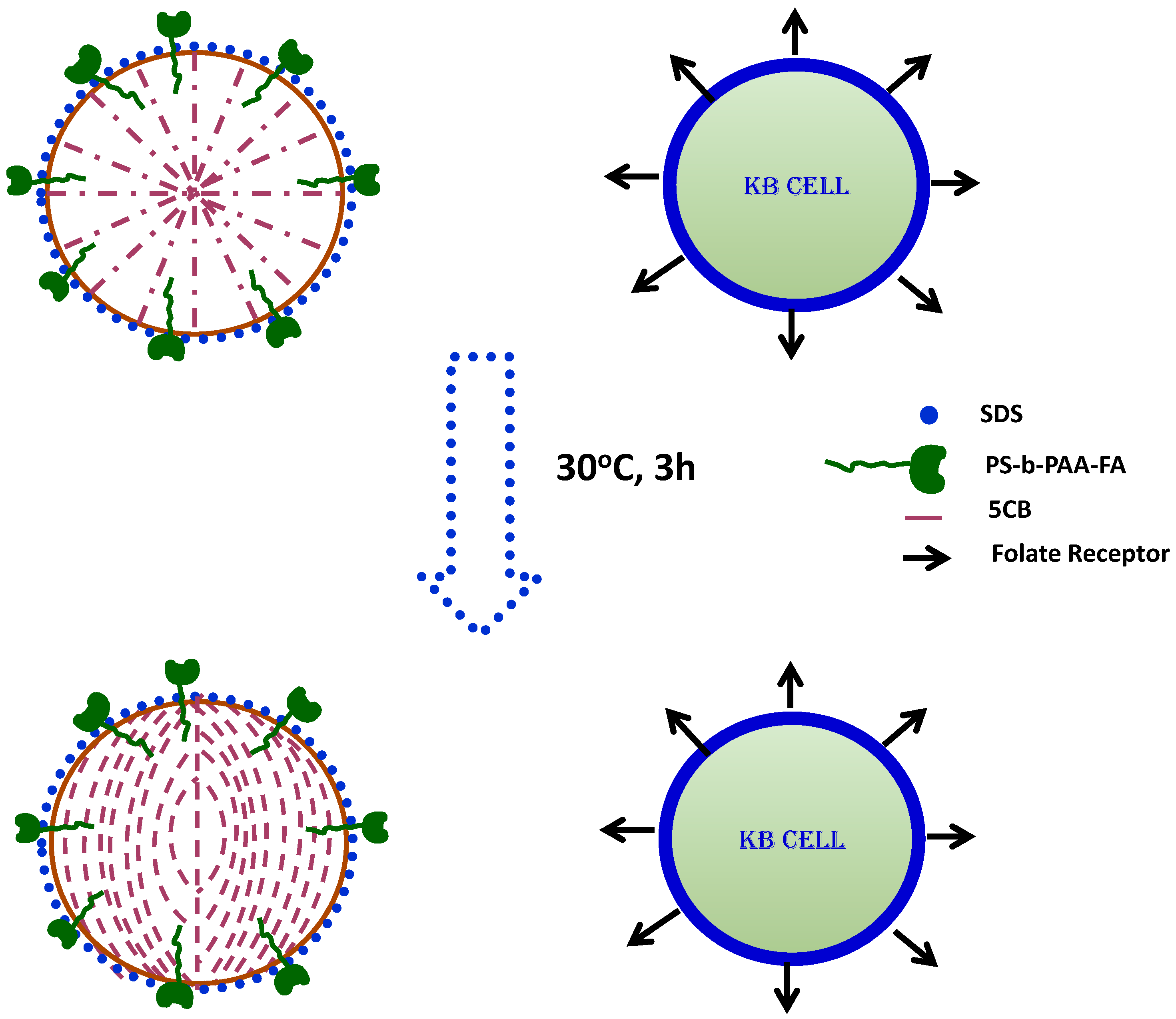 Cancers 10 00462 g005