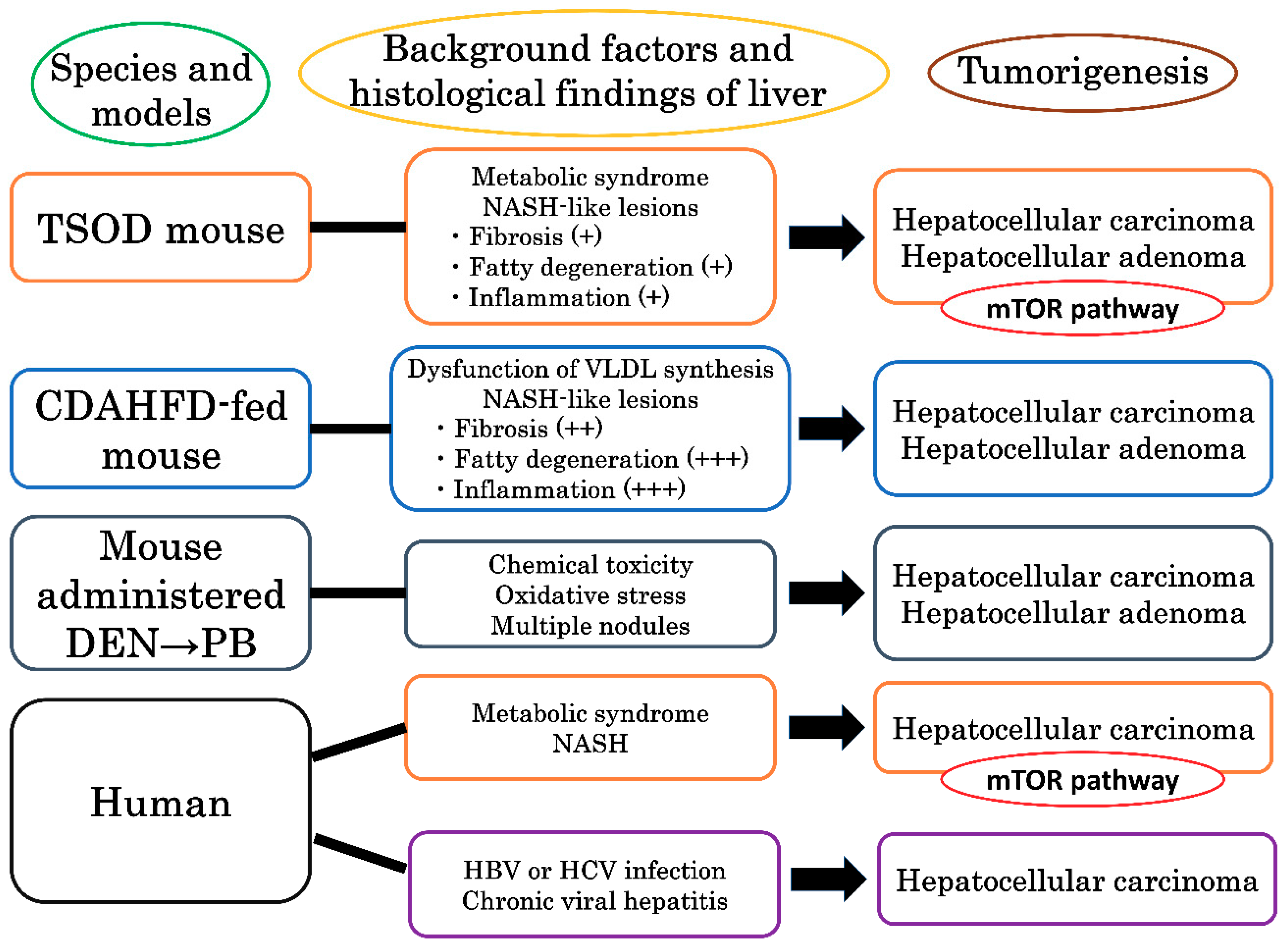 Cancers 10 00465 g005