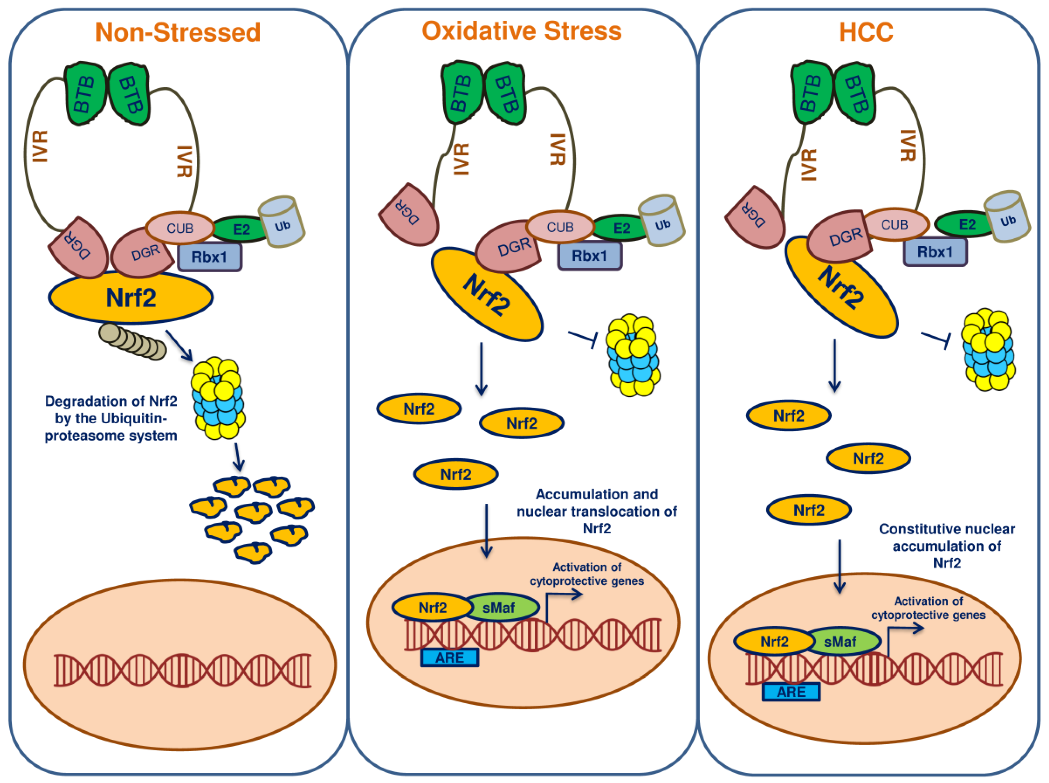 Cancers 10 00481 g002