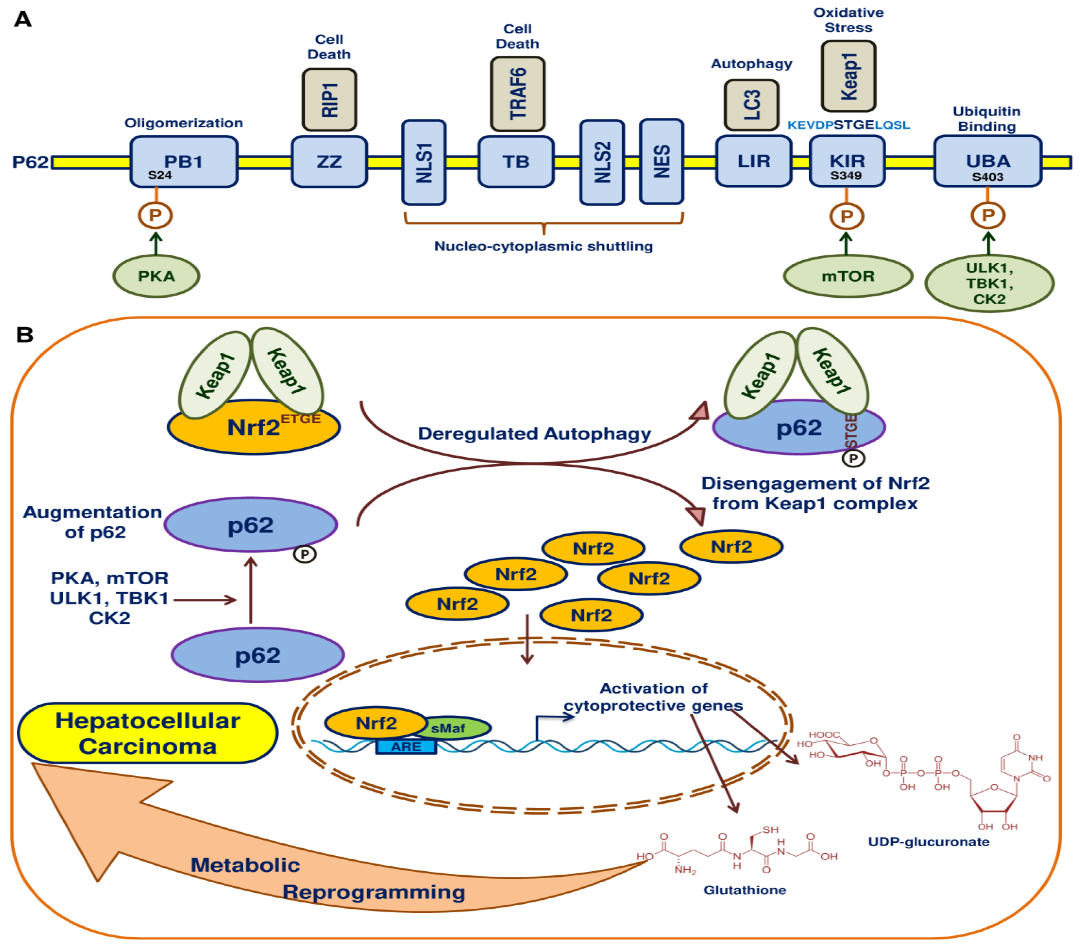 Cancers 10 00481 g004