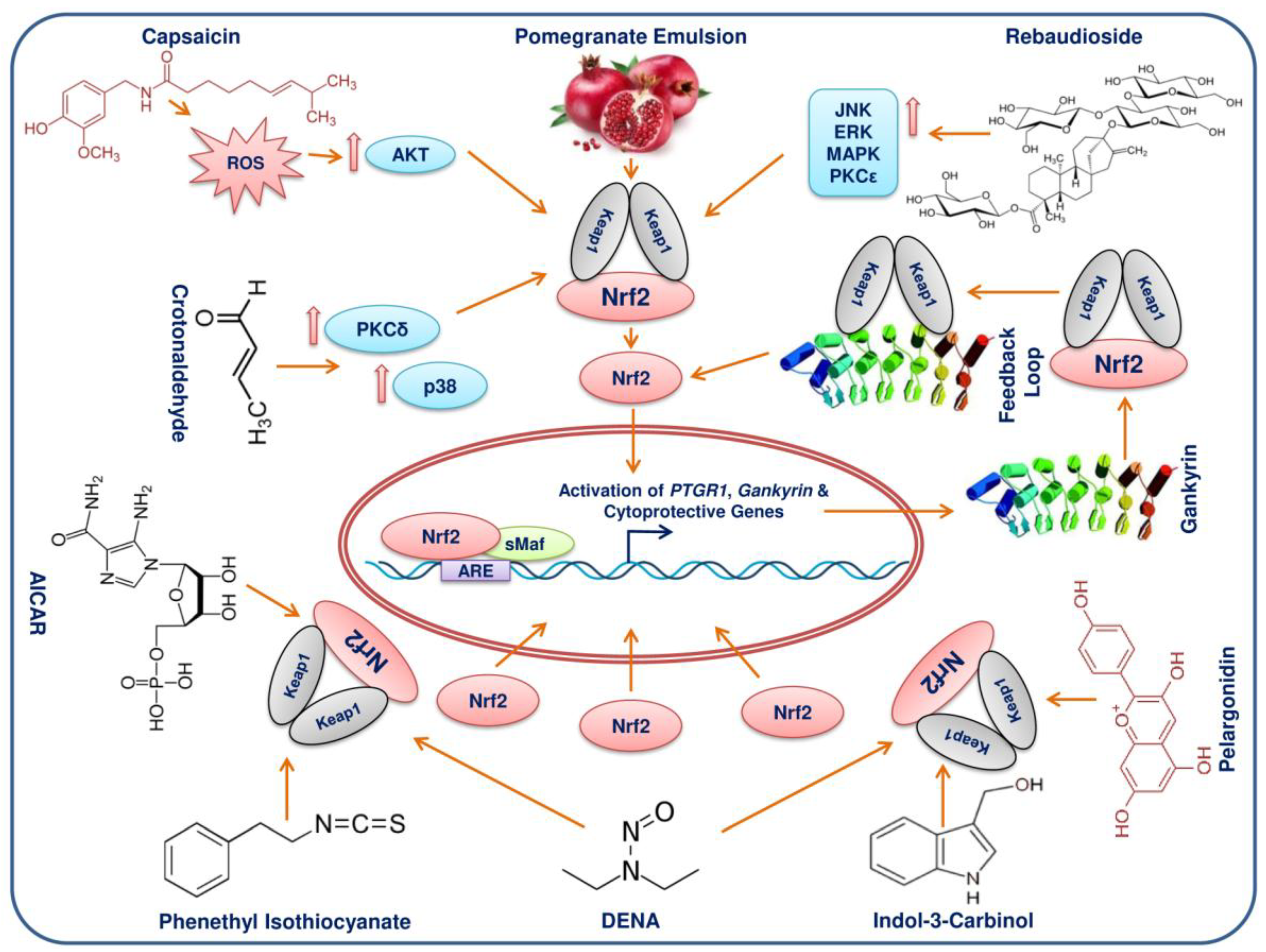 Cancers 10 00481 g005