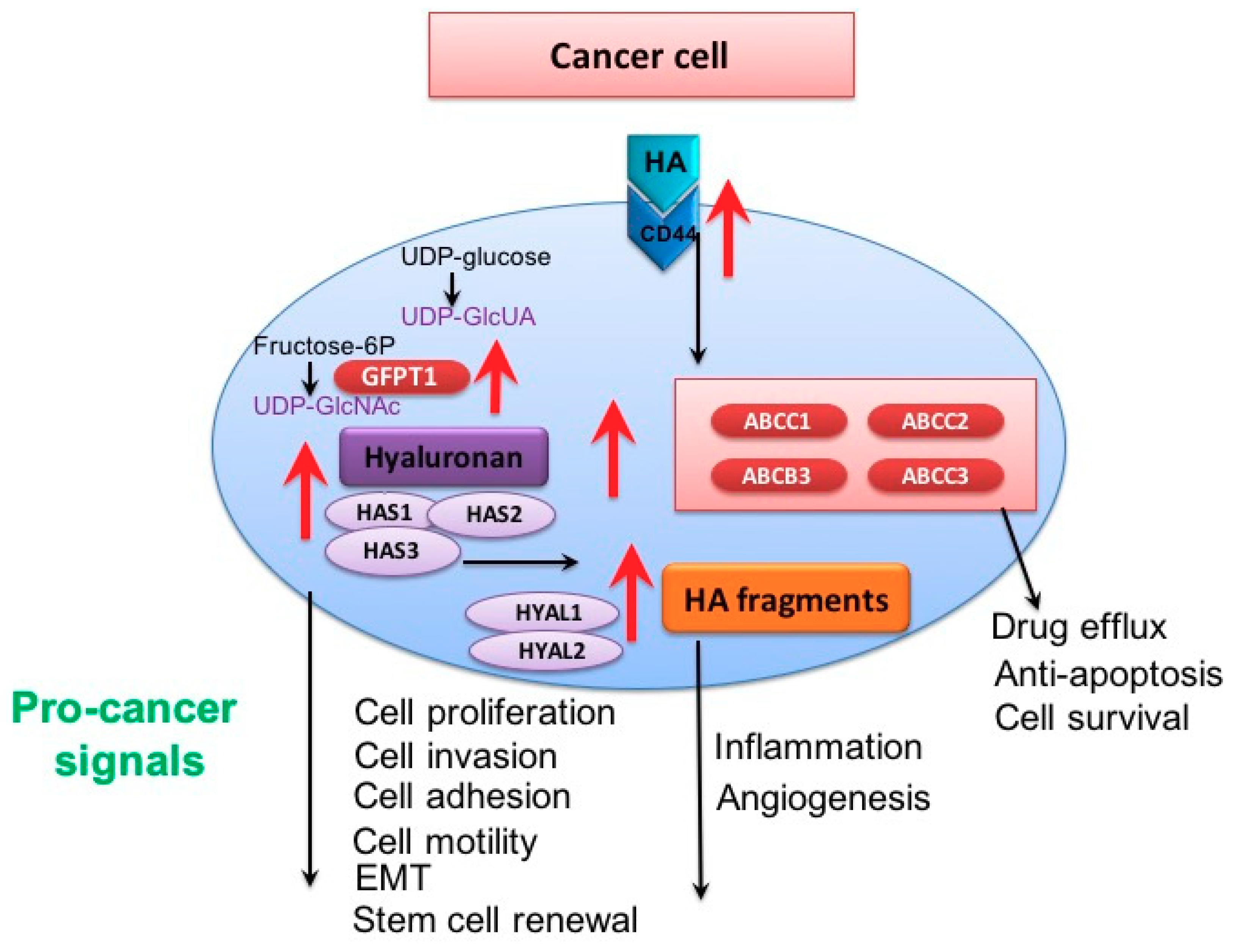 Cancers 10 00482 g001