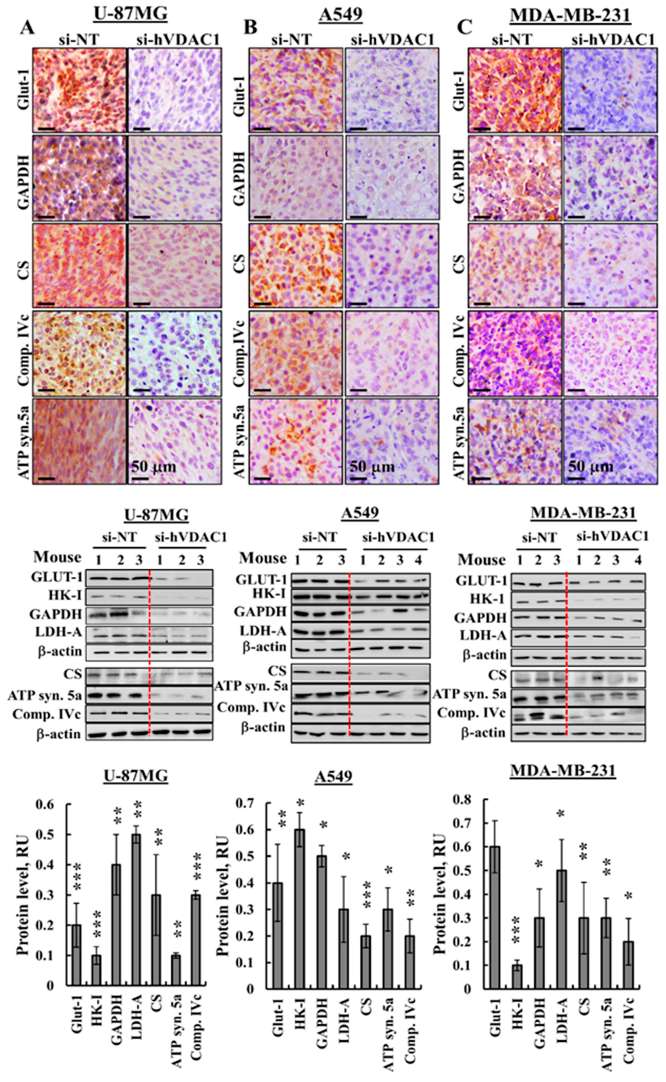 Cancers 10 00499 g003a