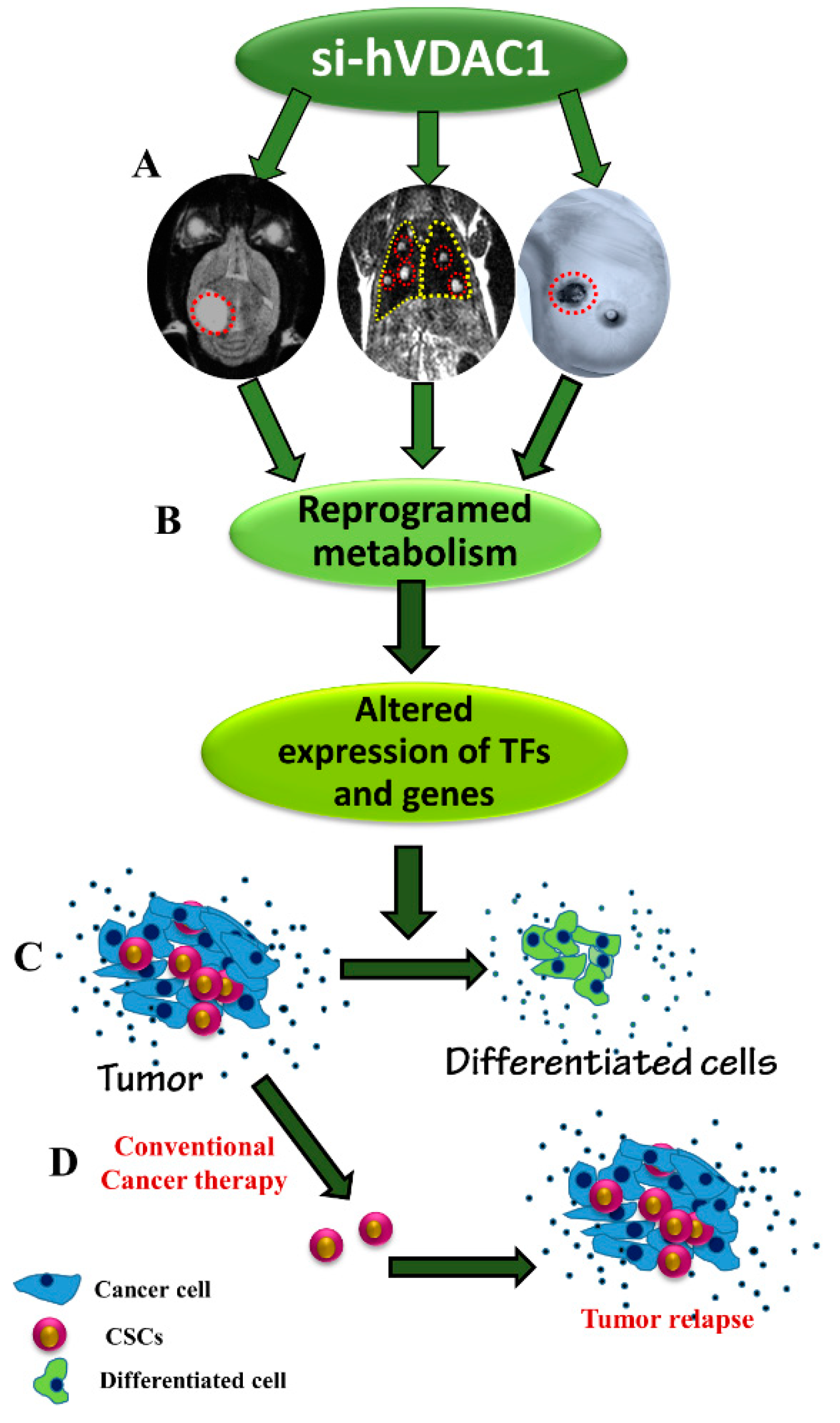 Cancers 10 00499 g008