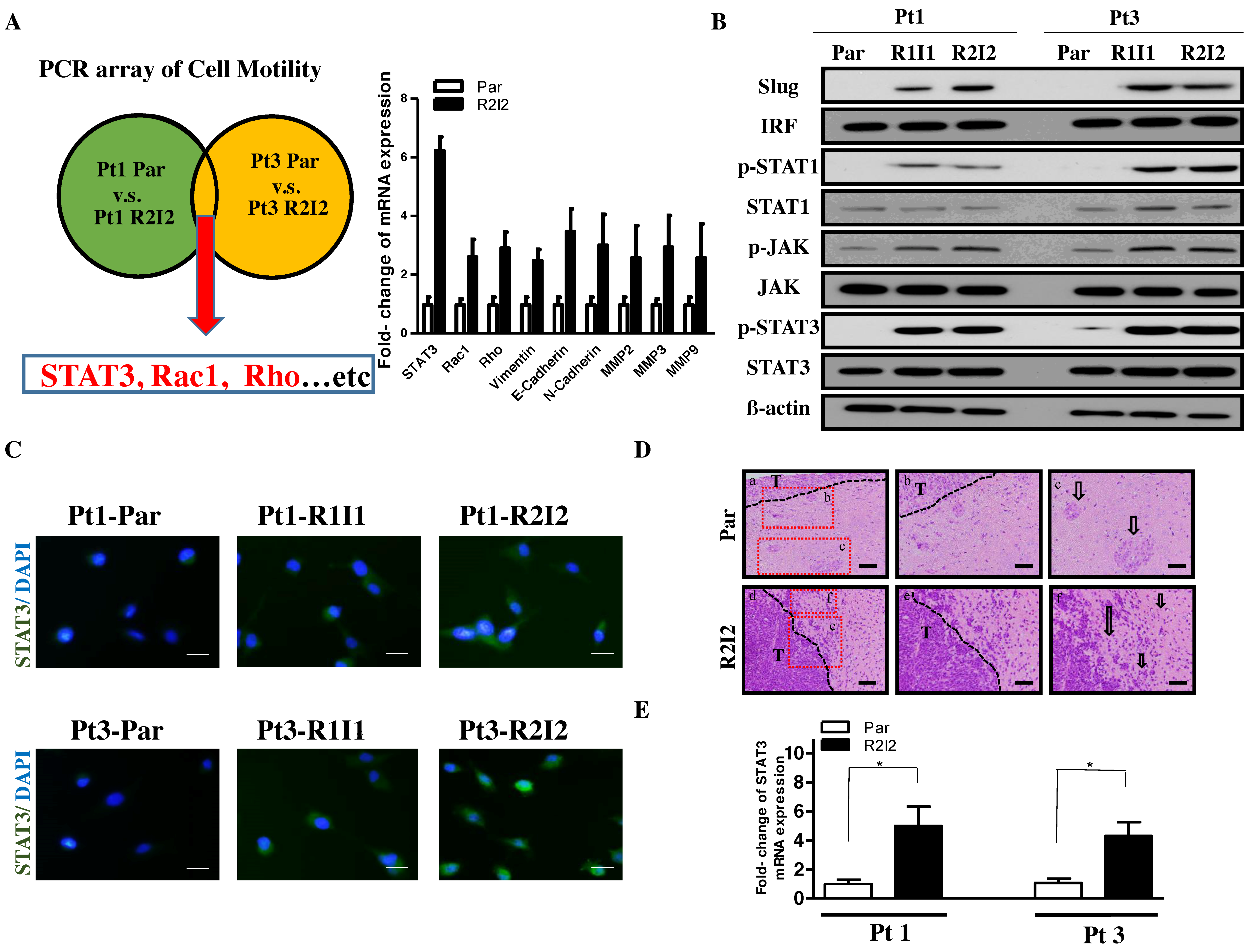 Cancers 10 00512 g001