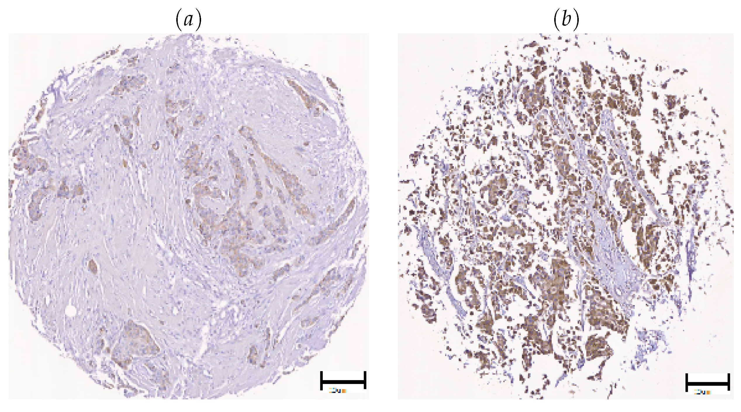 Cancers 10 00517 g007