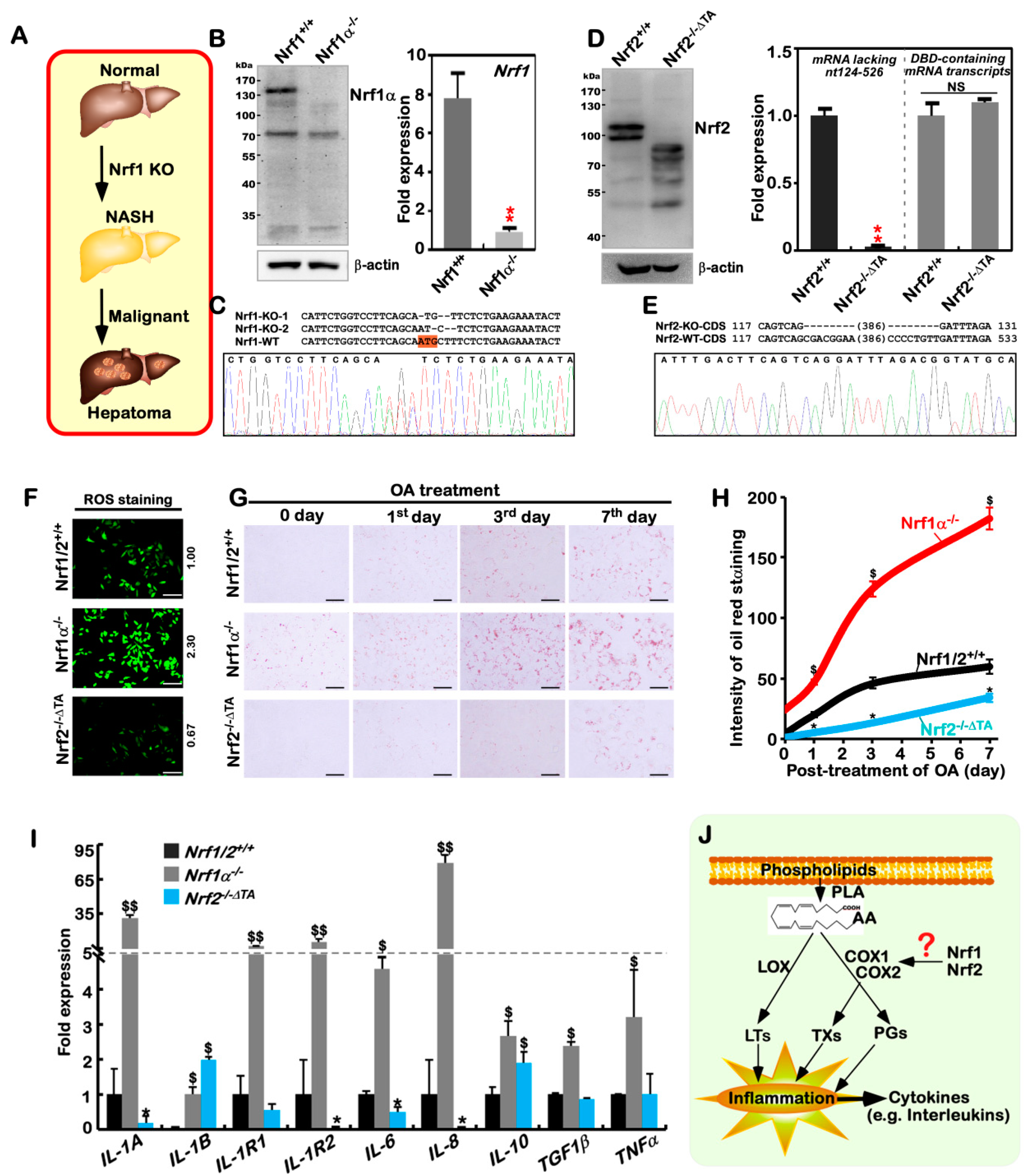 Cancers 10 00520 g001 Cancers 10 00520 g001