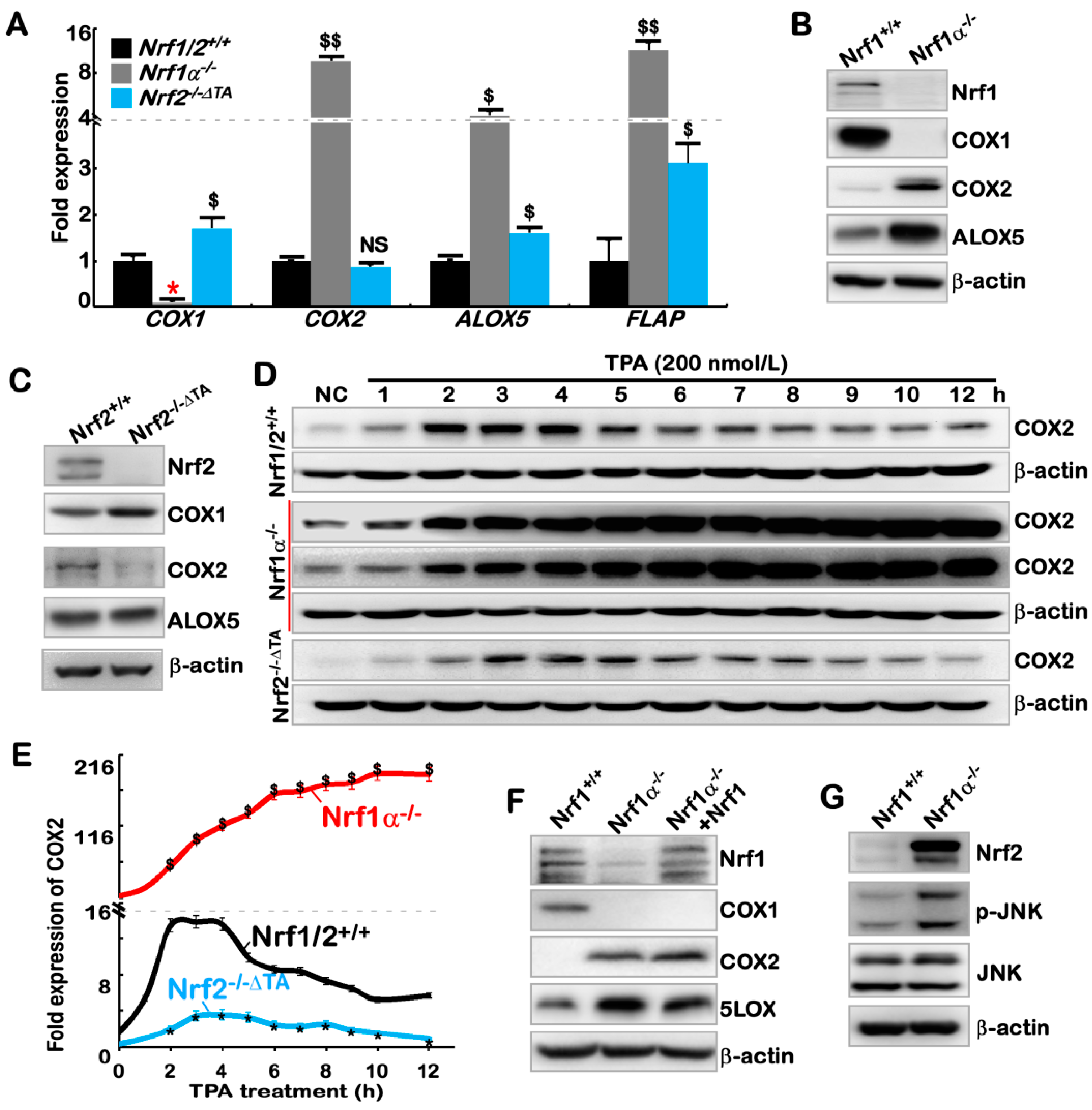 Cancers 10 00520 g002a Cancers 10 00520 g002a