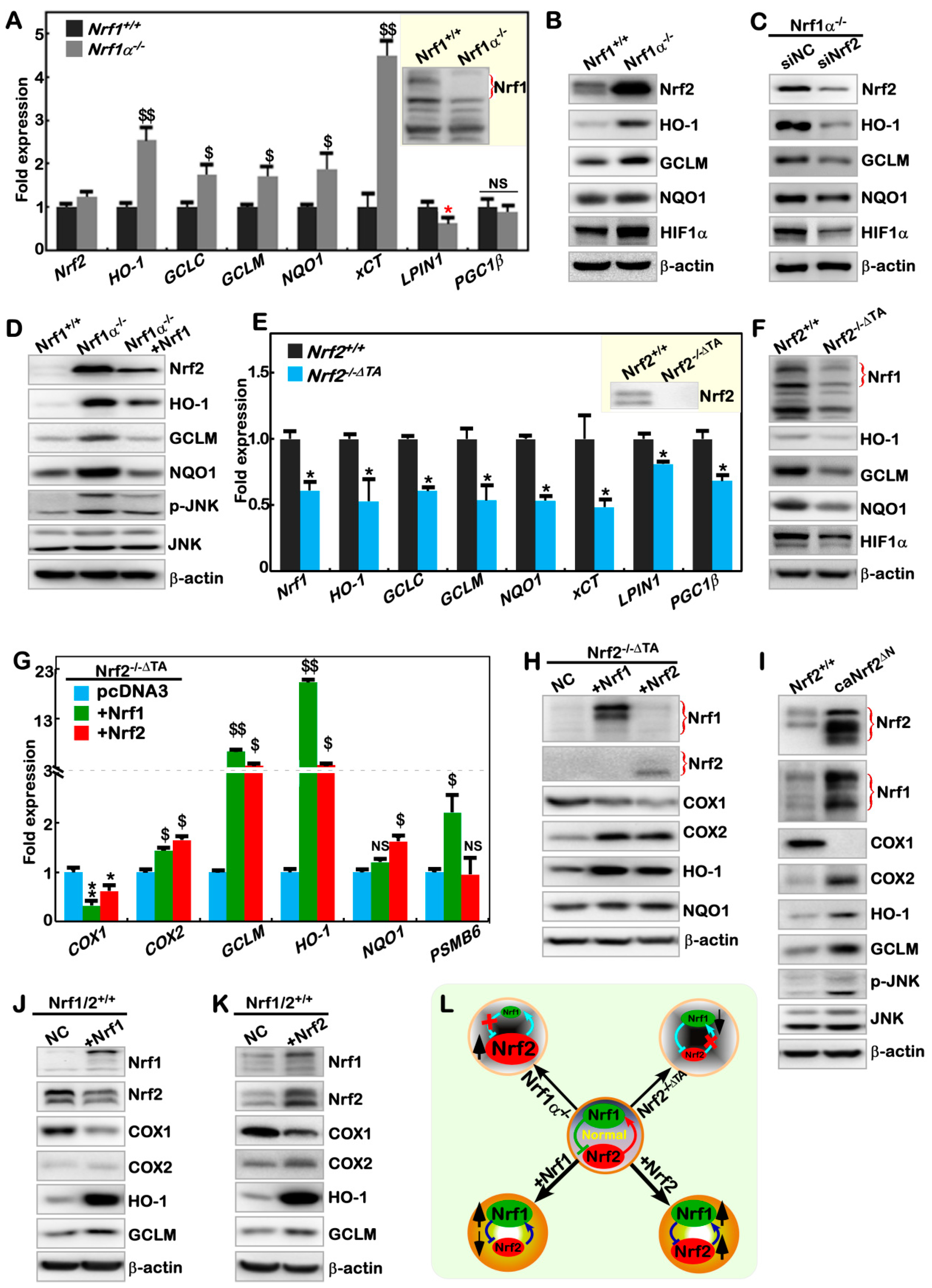Cancers 10 00520 g004 Cancers 10 00520 g004