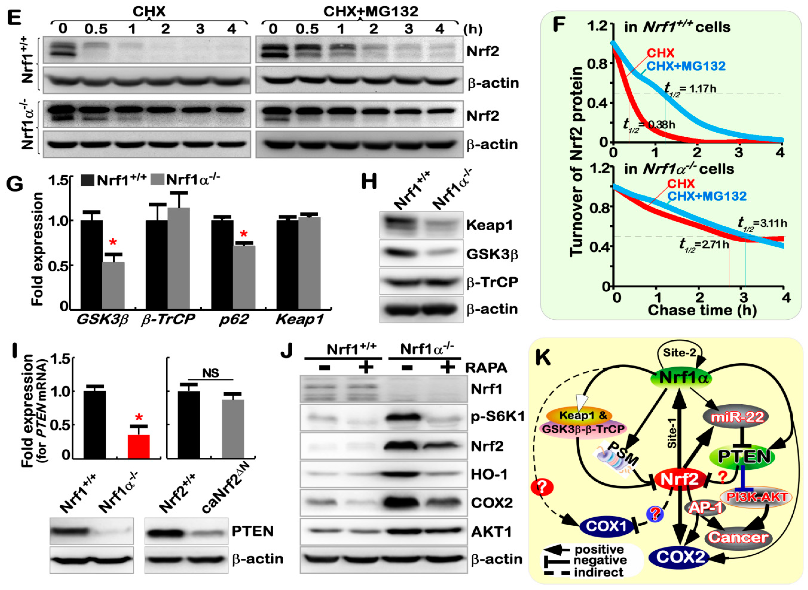 Cancers 10 00520 g005b Cancers 10 00520 g005b