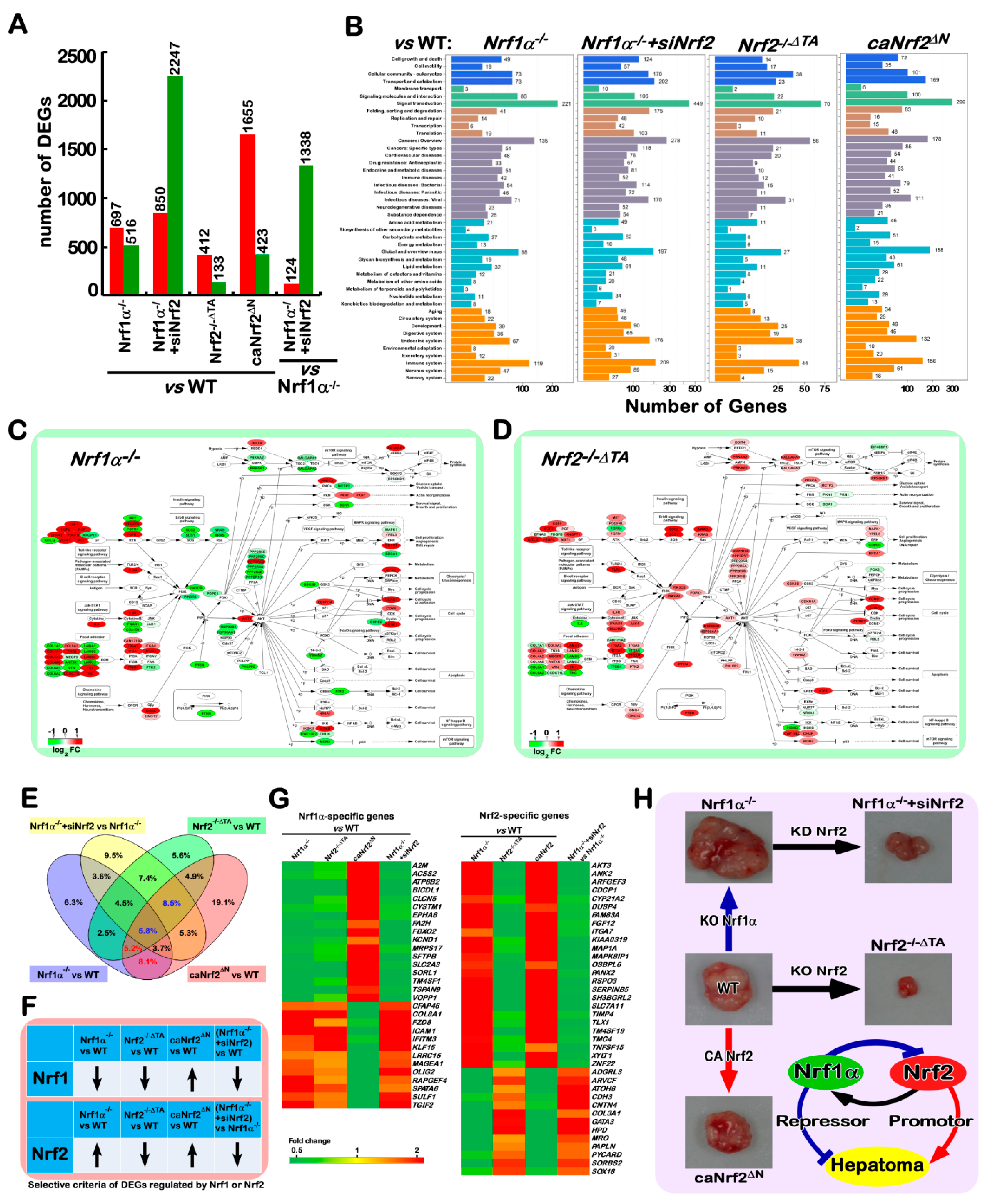 Cancers 10 00520 g007 Cancers 10 00520 g007