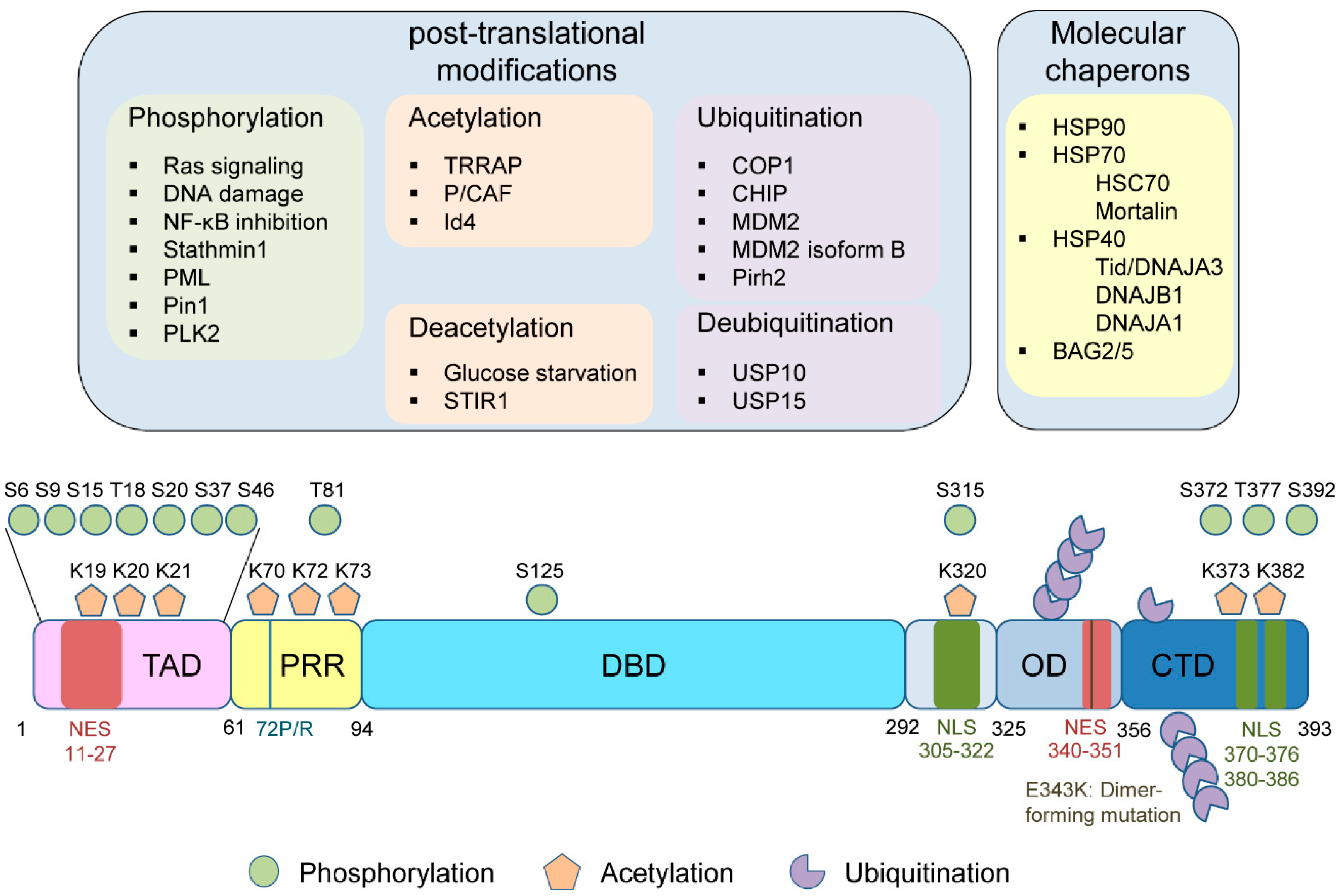 Cancers 11 00004 g003