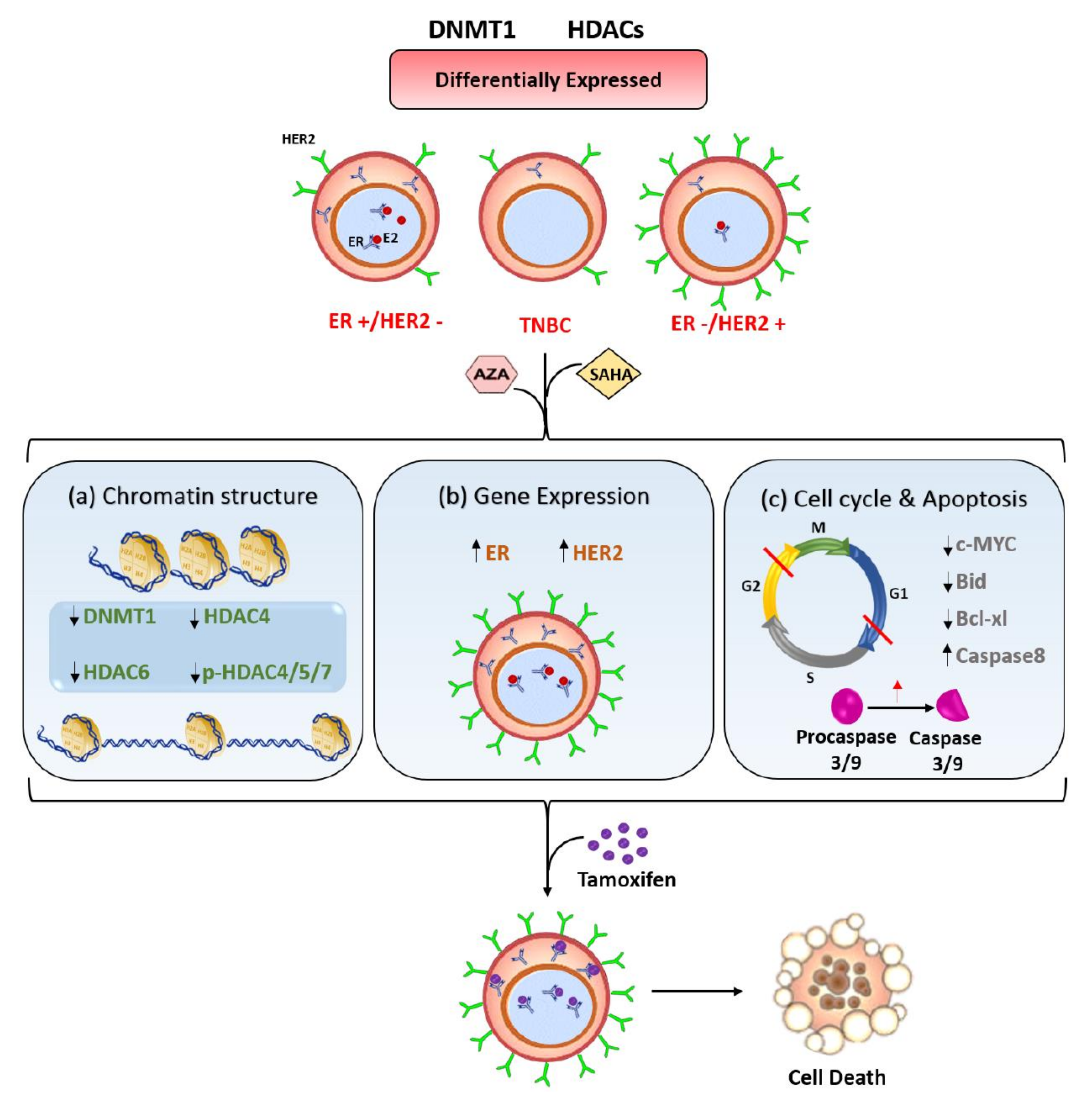 Cancers 11 00013 g007