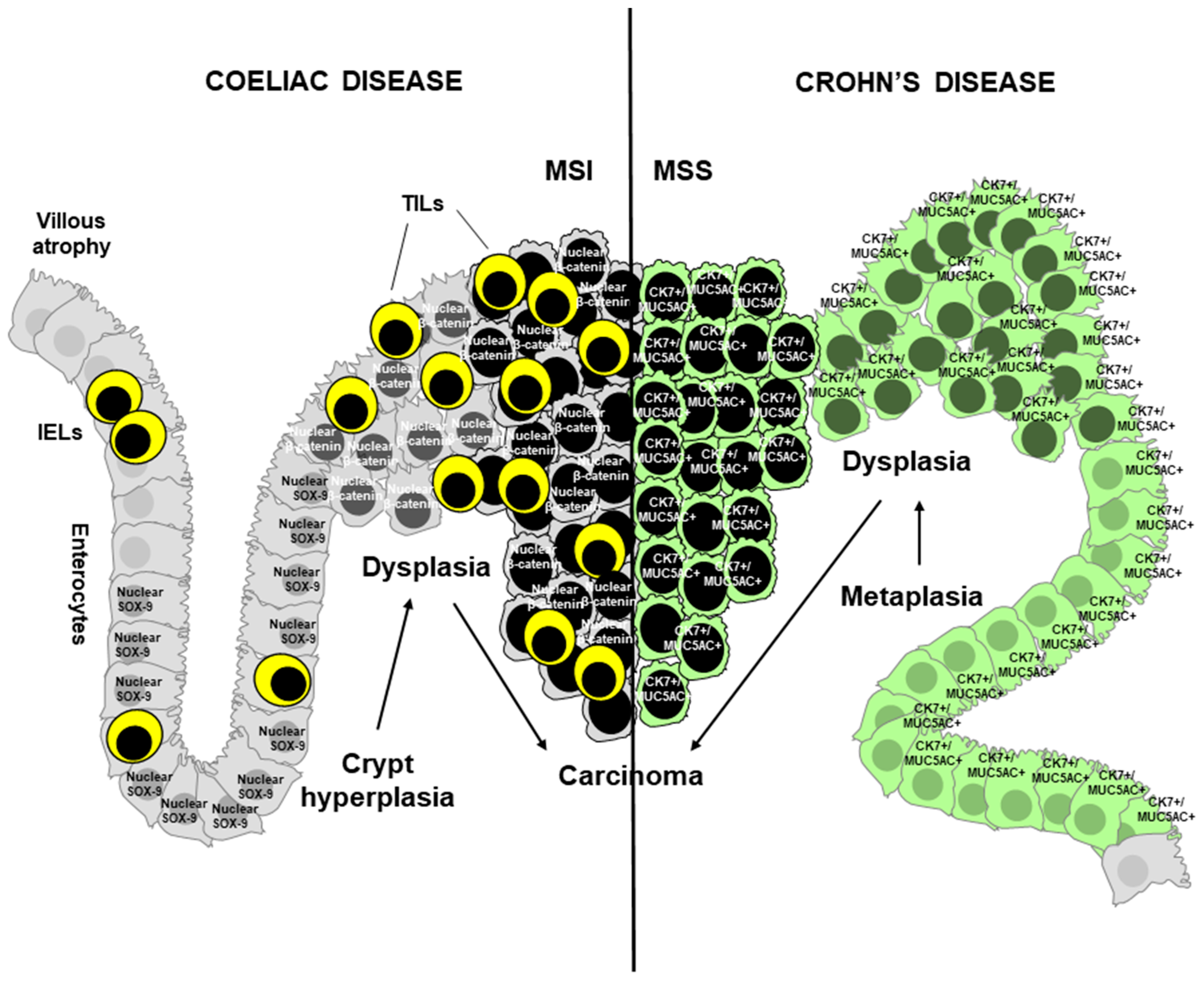 Cancers 11 00031 g001 Cancers 11 00031 g001