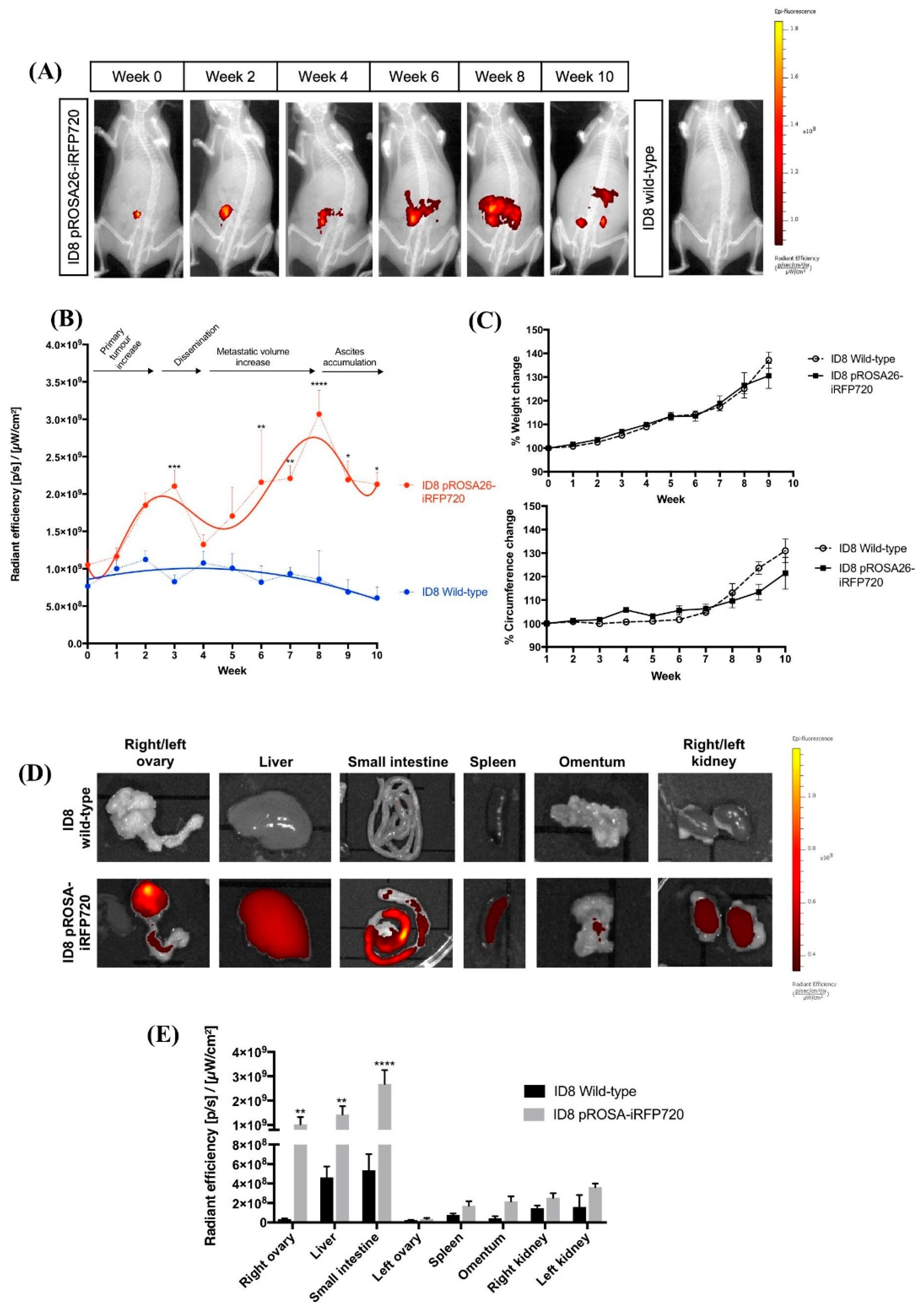 Cancers 11 00032 g003