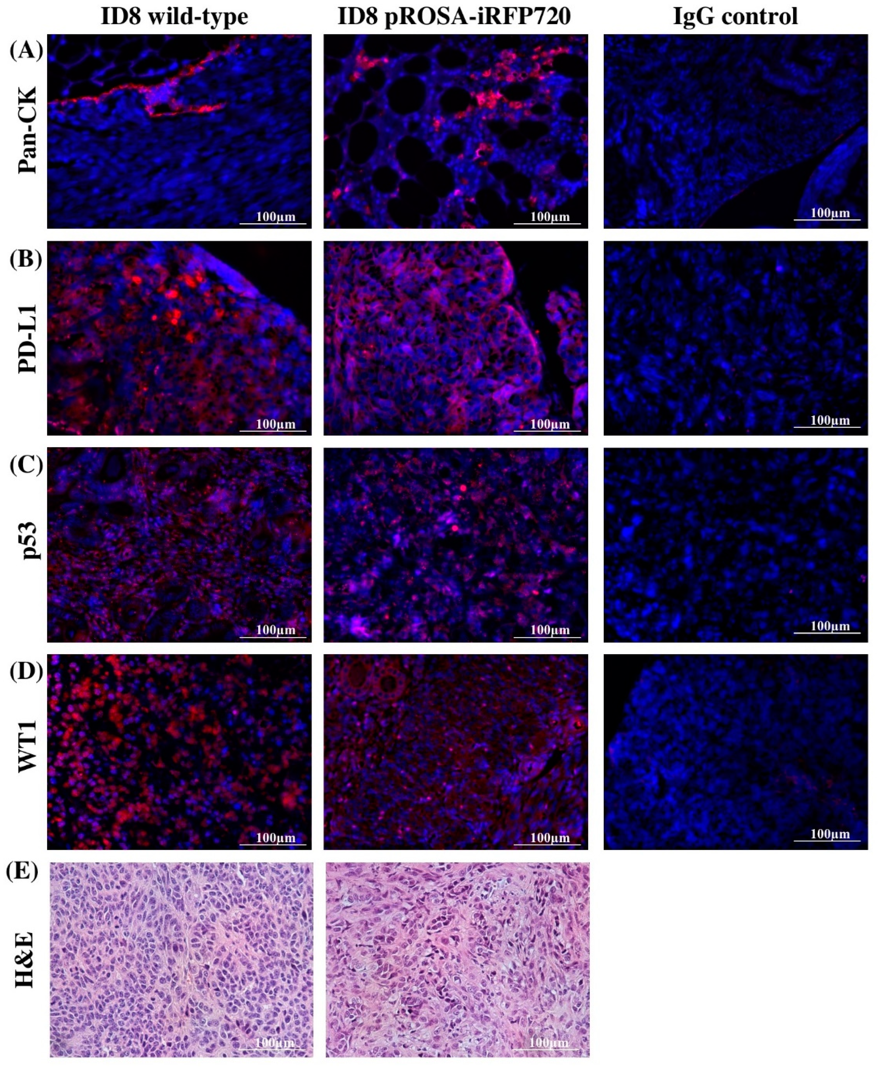 Cancers 11 00032 g004
