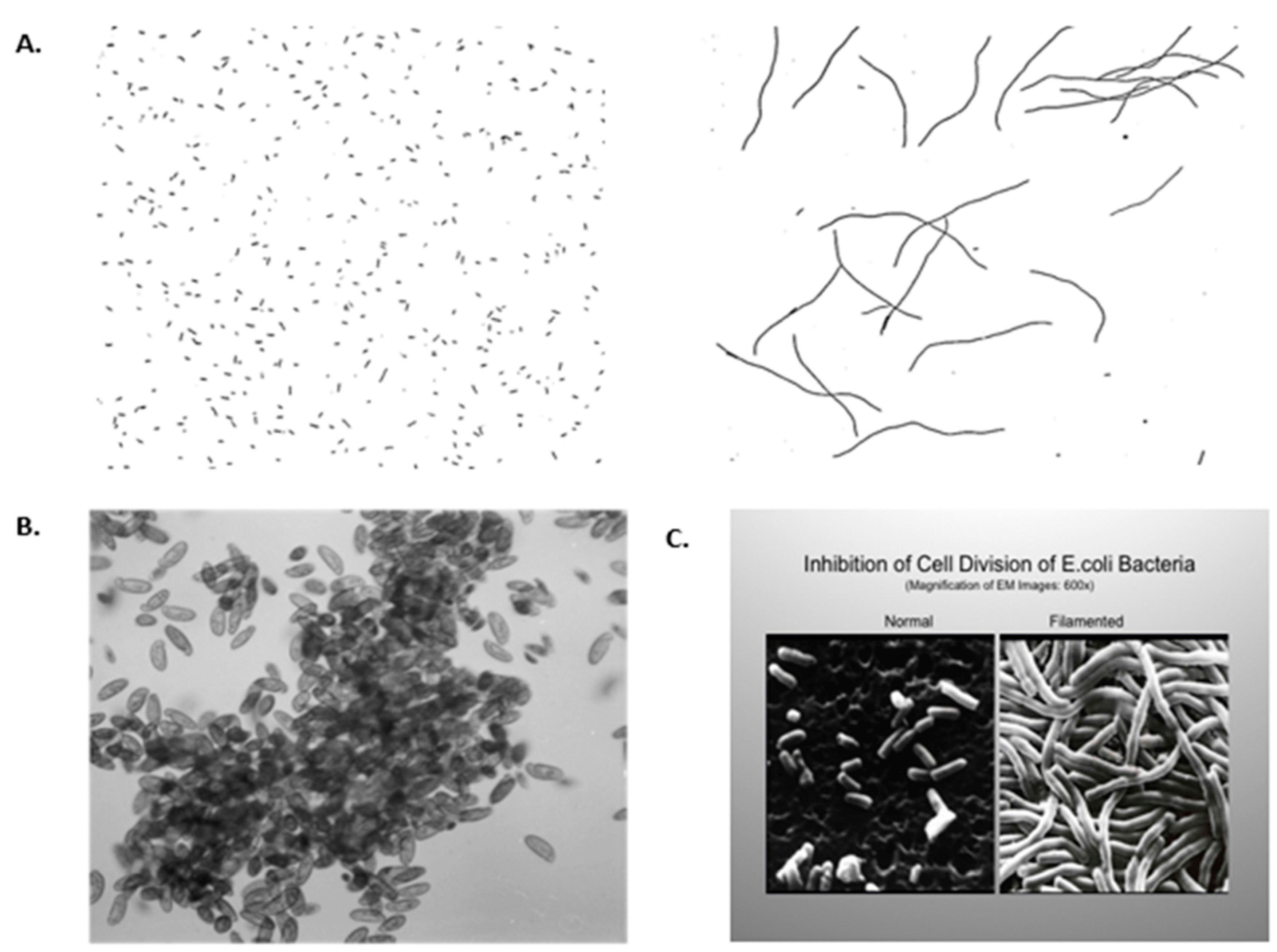 Cancers 11 00087 g001