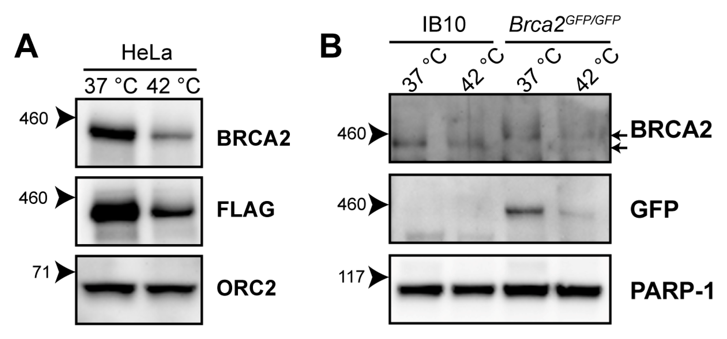 Cancers 11 00097 g001 Cancers 11 00097 g001