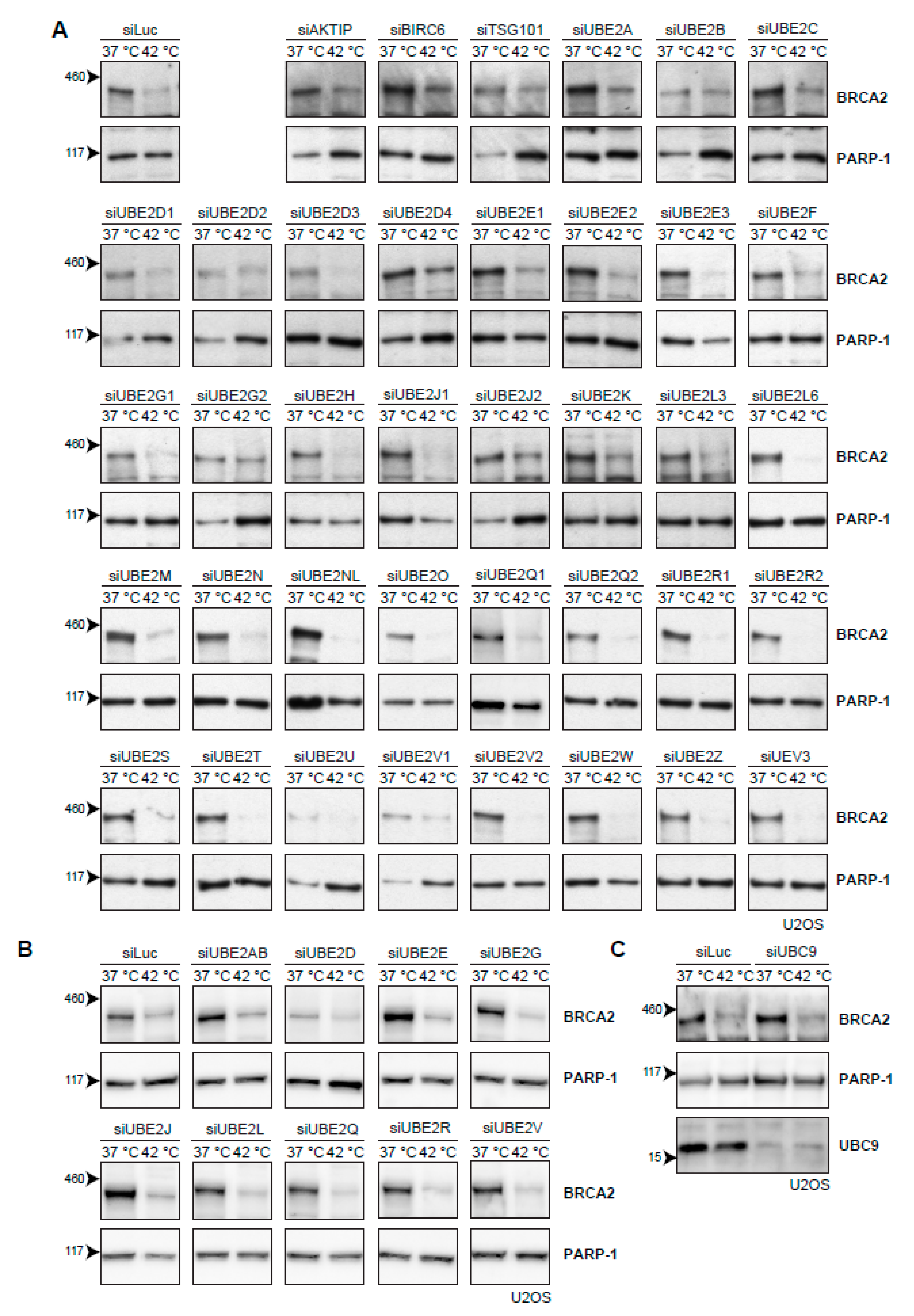 Cancers 11 00097 g004 Cancers 11 00097 g004