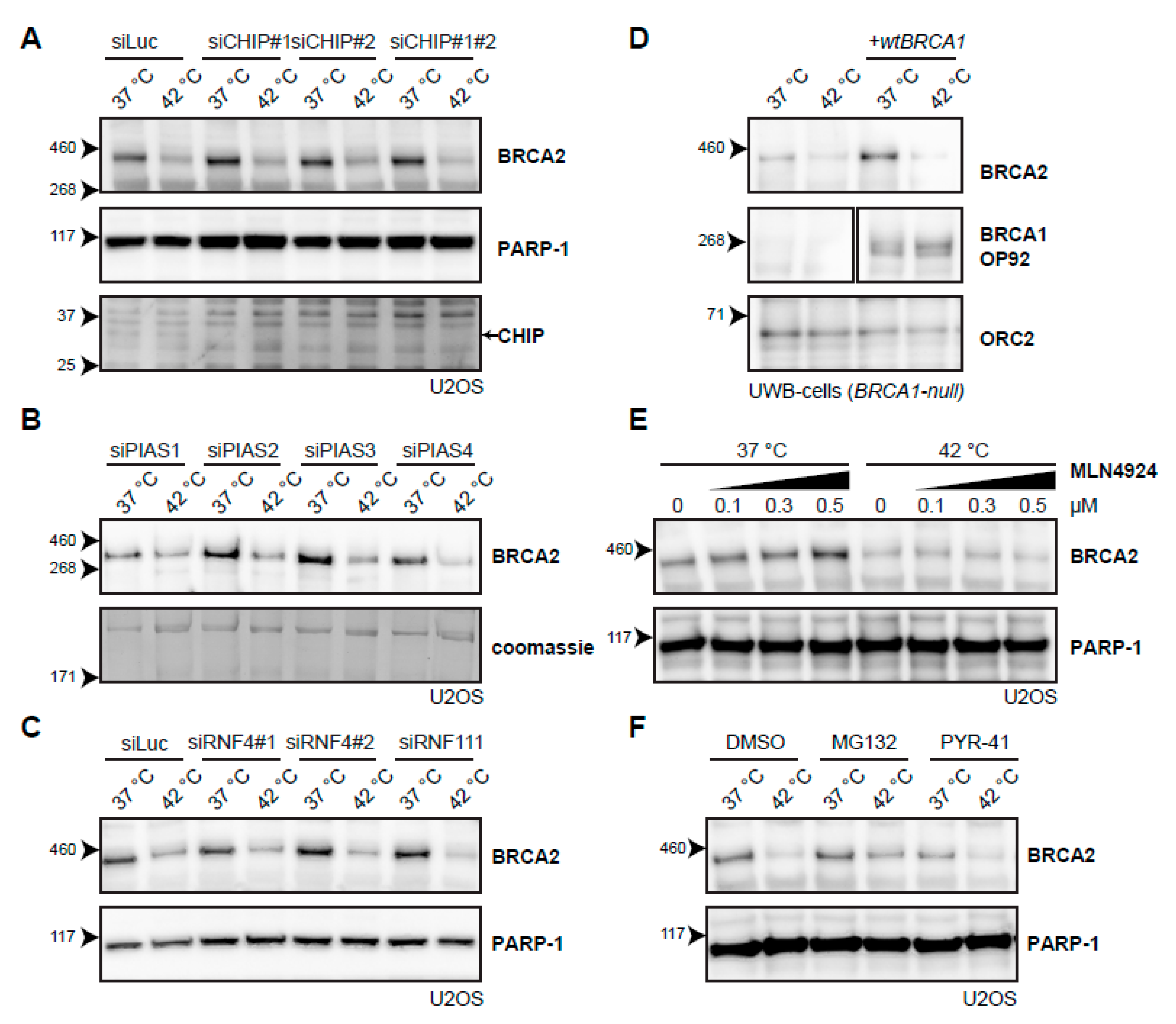 Cancers 11 00097 g005 Cancers 11 00097 g005