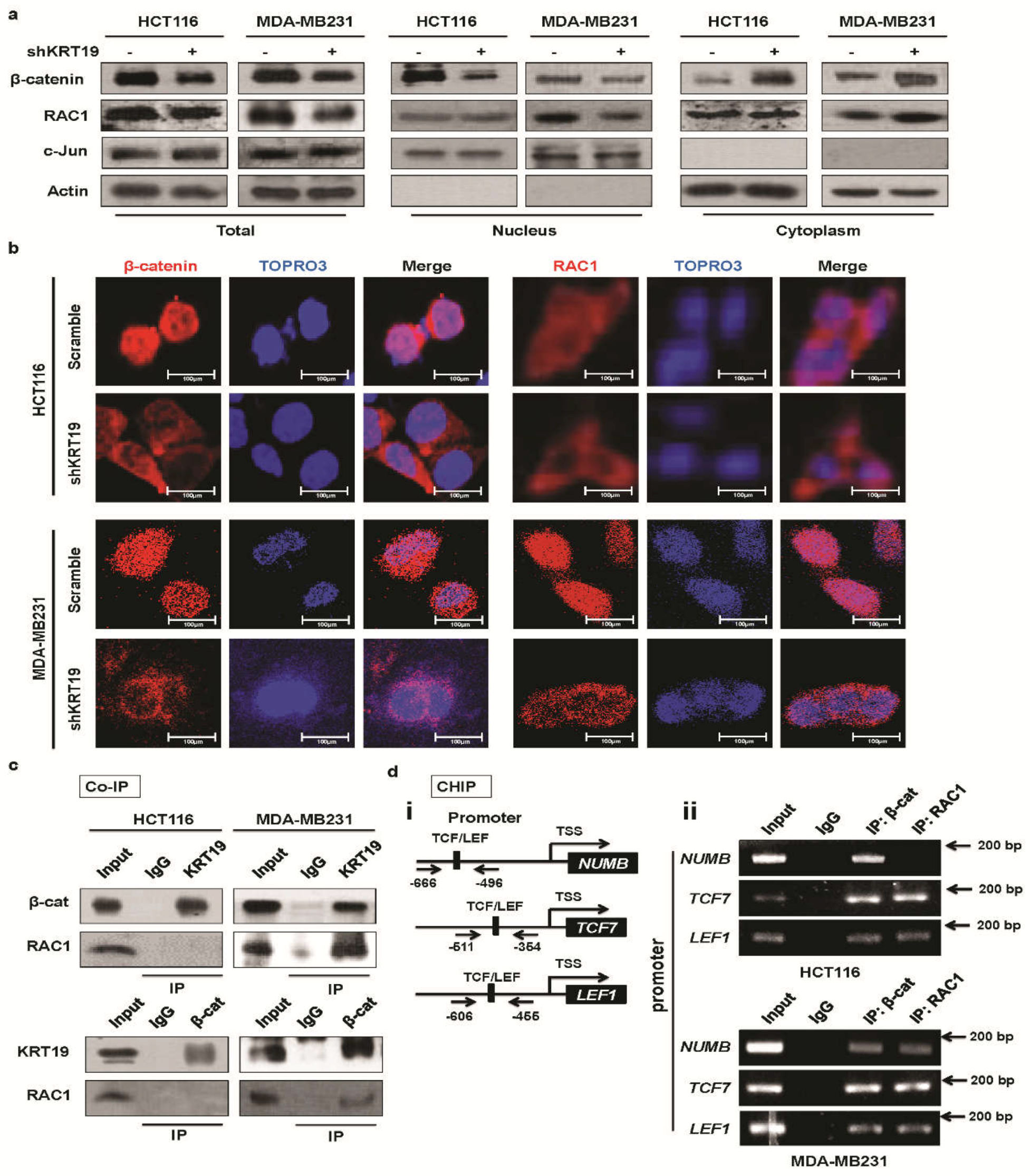 Cancers 11 00099 g005