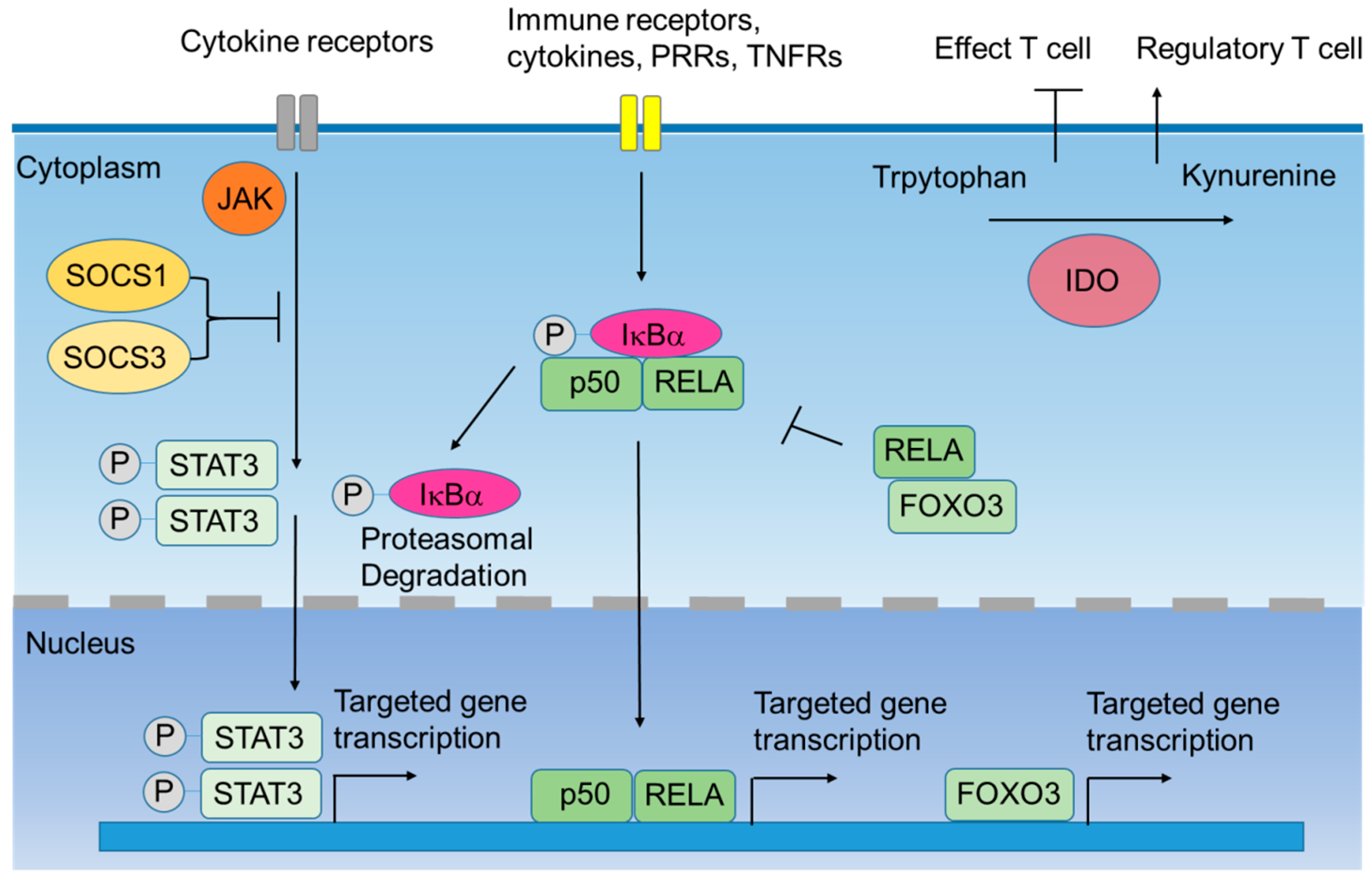 Cancers 11 00108 g001
