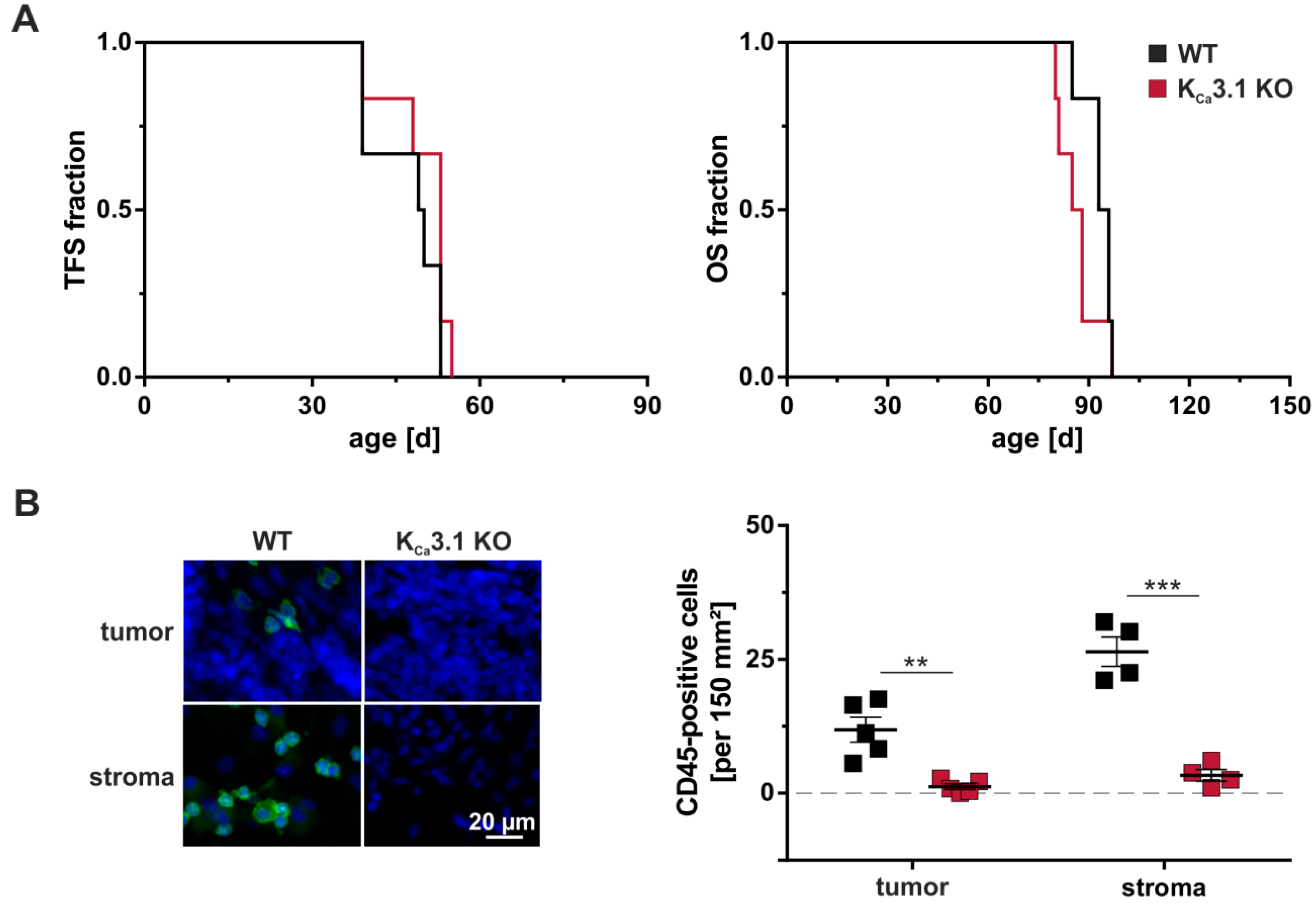 Cancers 11 00109 g002 Cancers 11 00109 g002