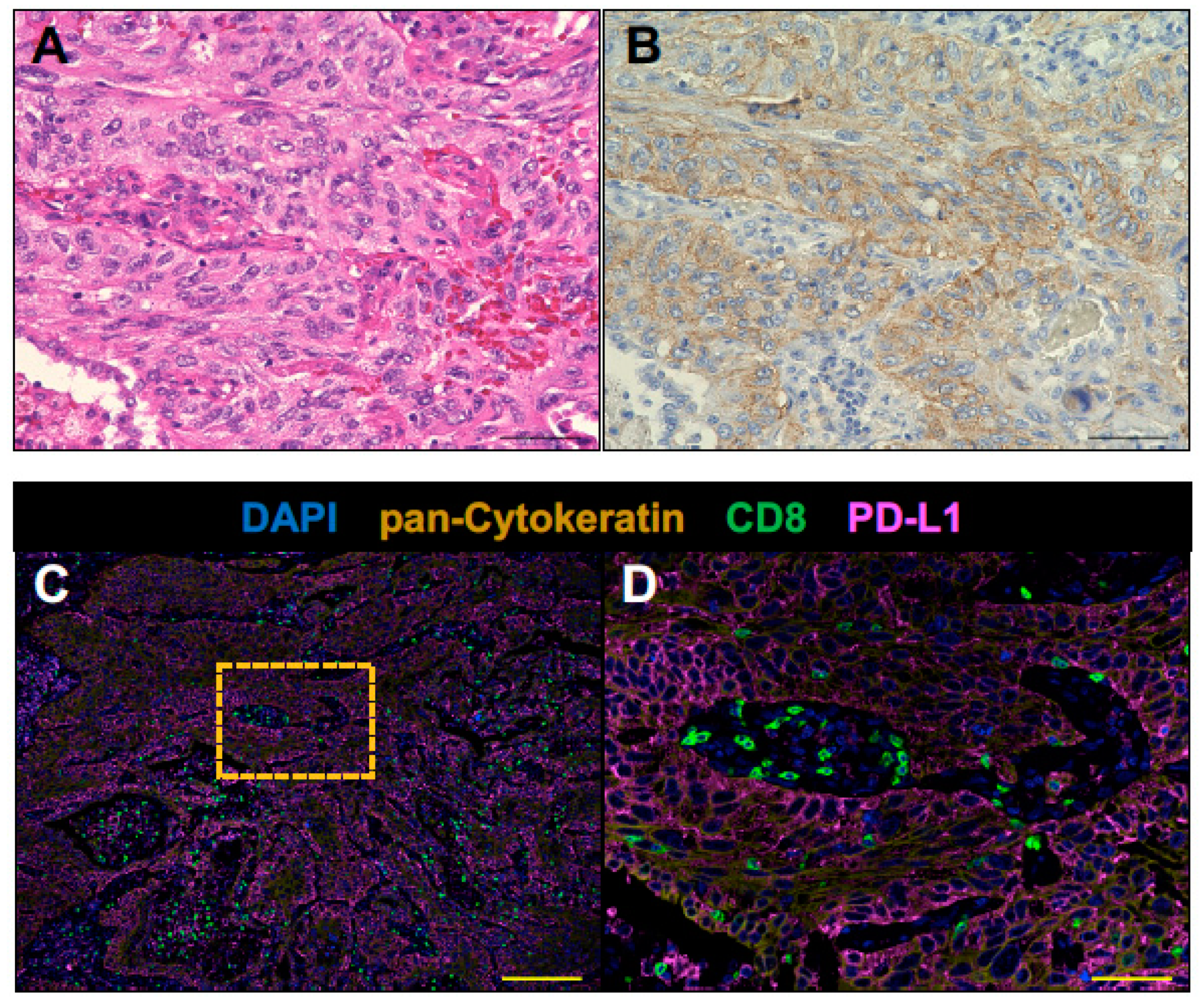 Cancers 11 00140 g002 Cancers 11 00140 g002