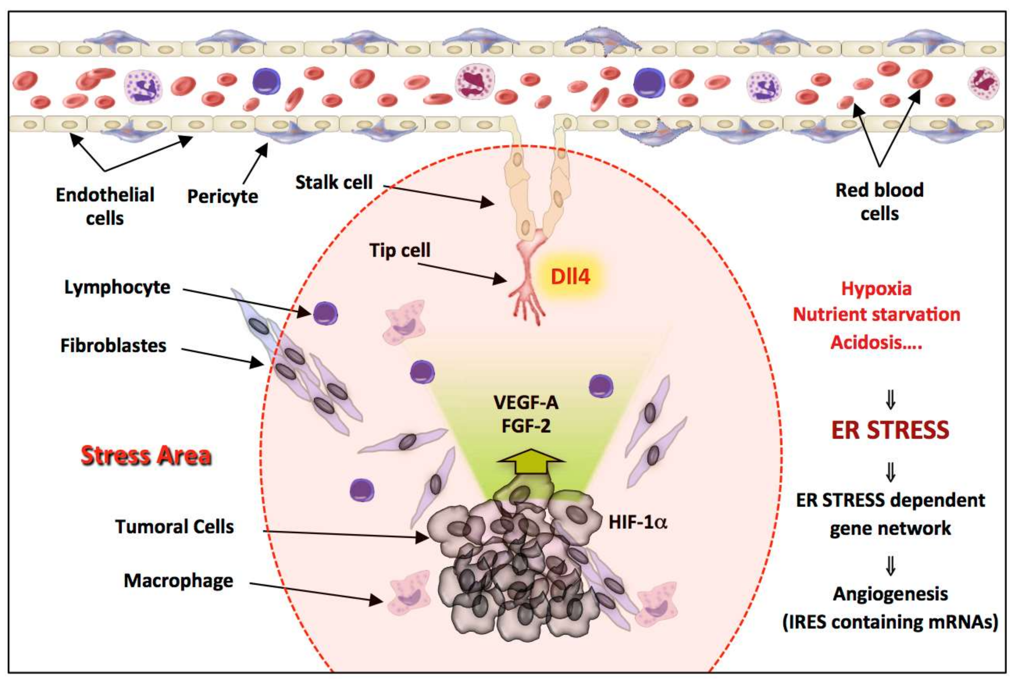 Cancers 11 00142 g007