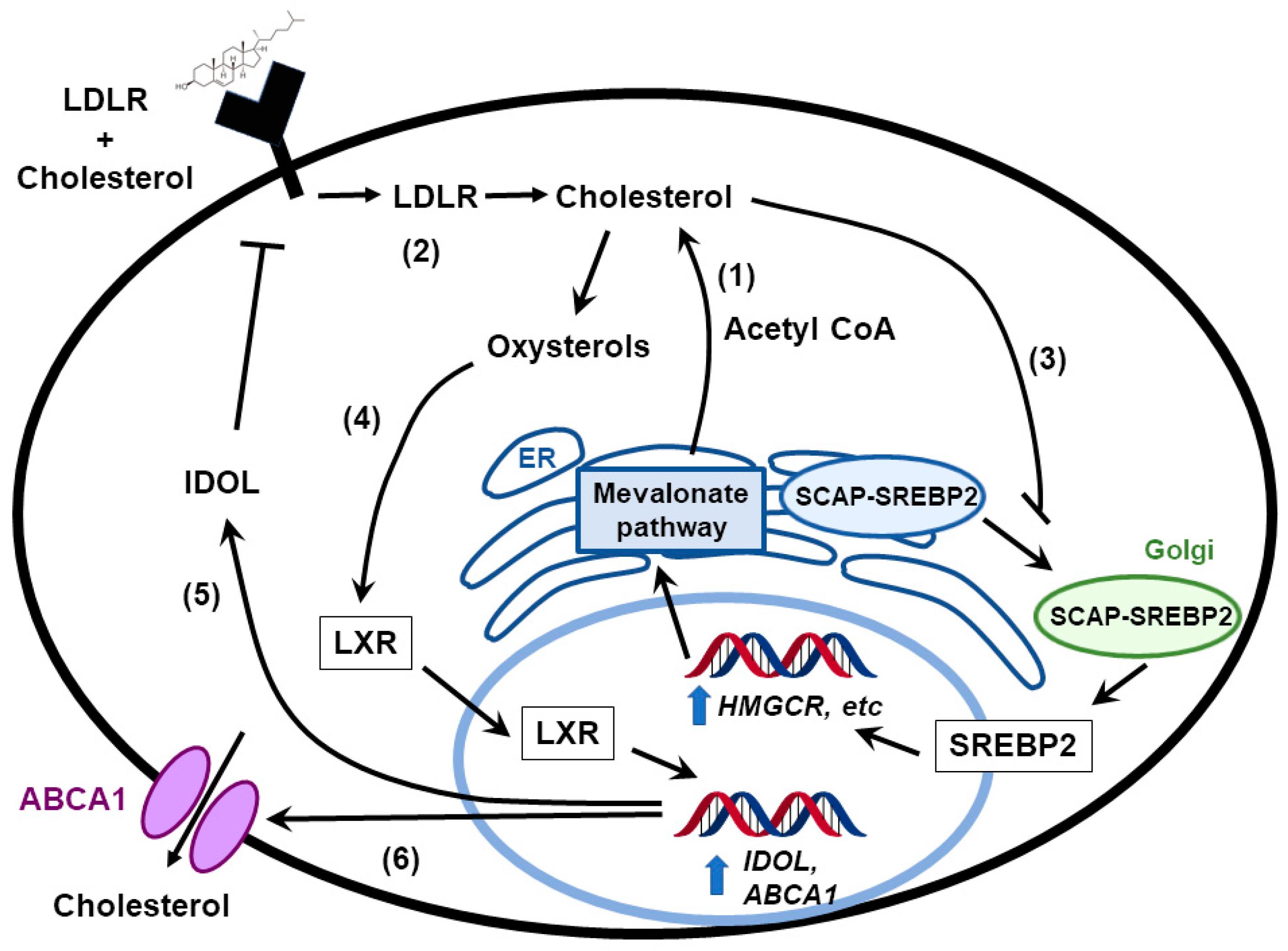 Cancers 11 00146 g001