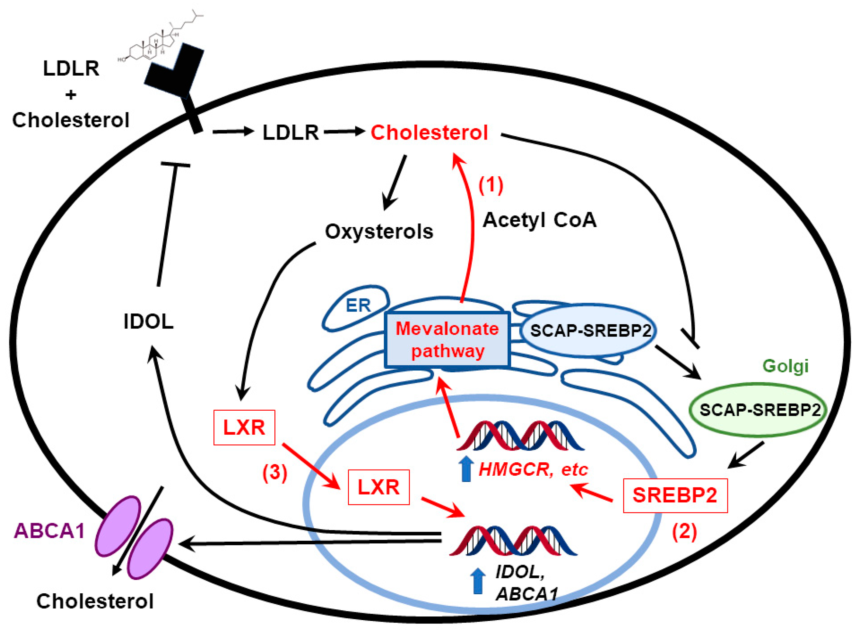Cancers 11 00146 g003