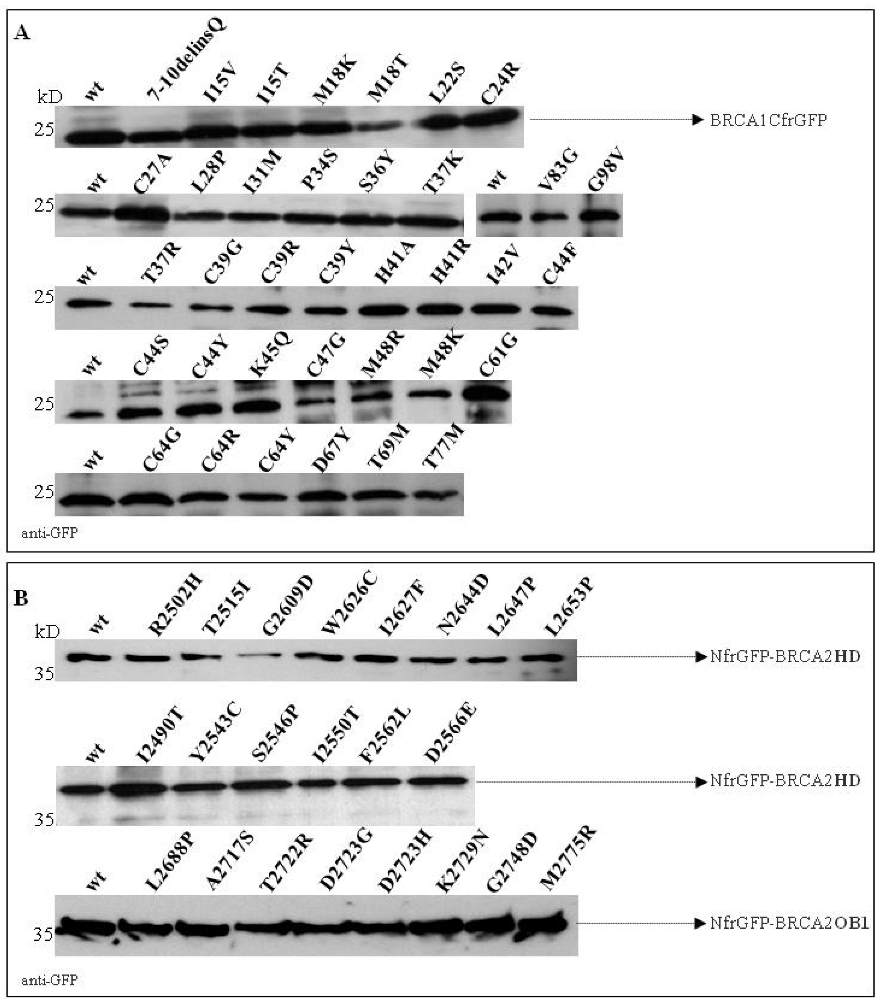 Cancers 11 00151 g004