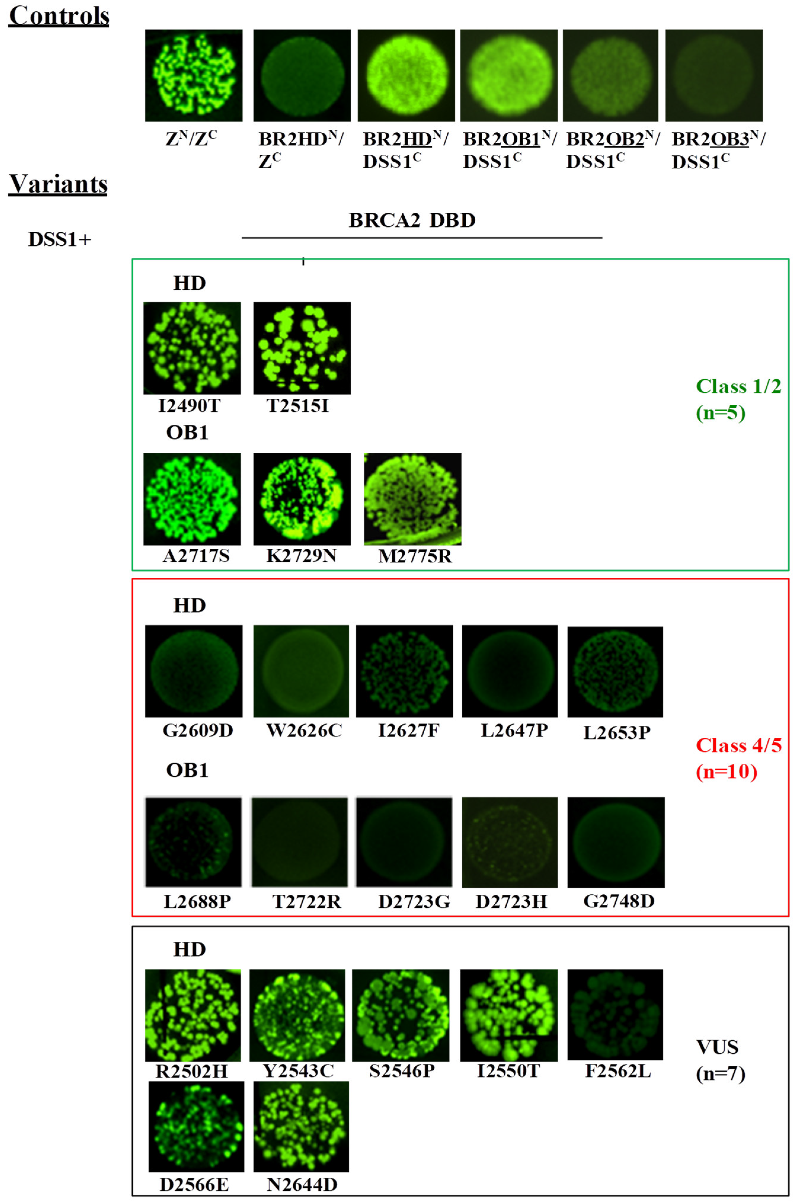 Cancers 11 00151 g005