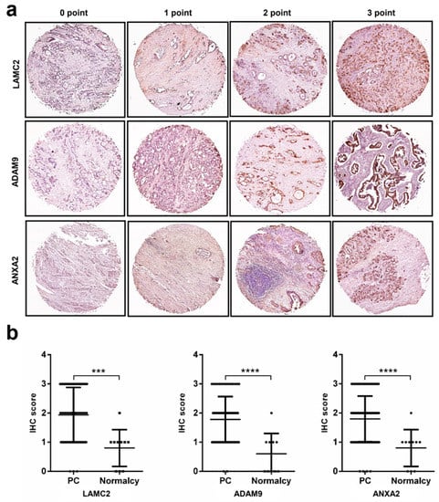 Cancers 11 00155 g004a Cancers 11 00155 g004a