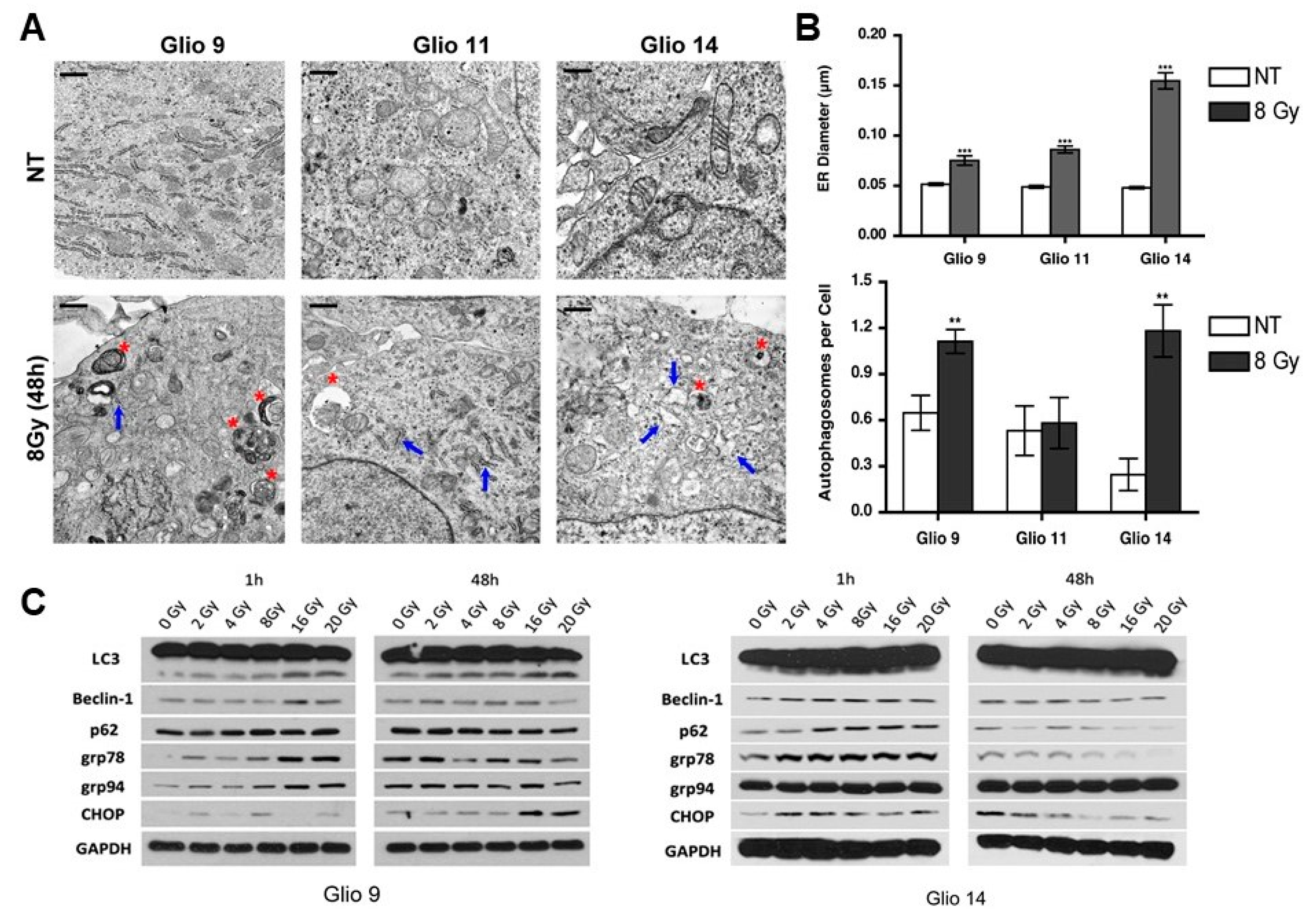 Cancers 11 00159 g002