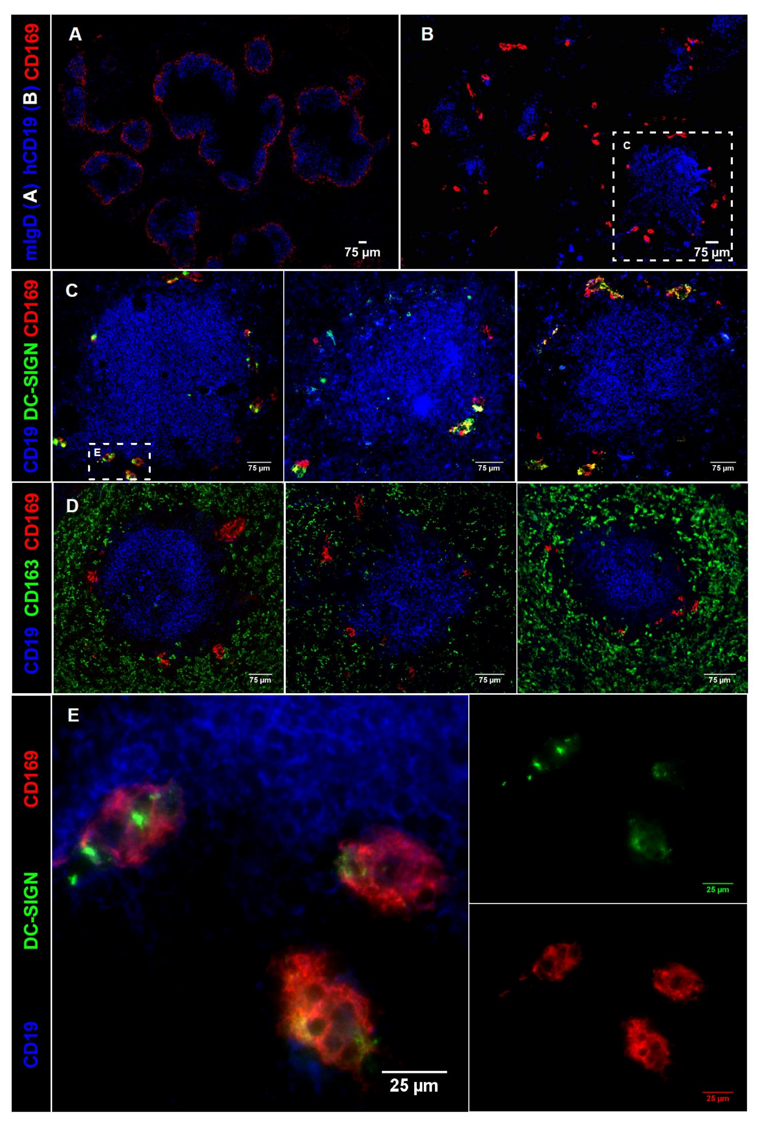 Cancers 11 00183 g003