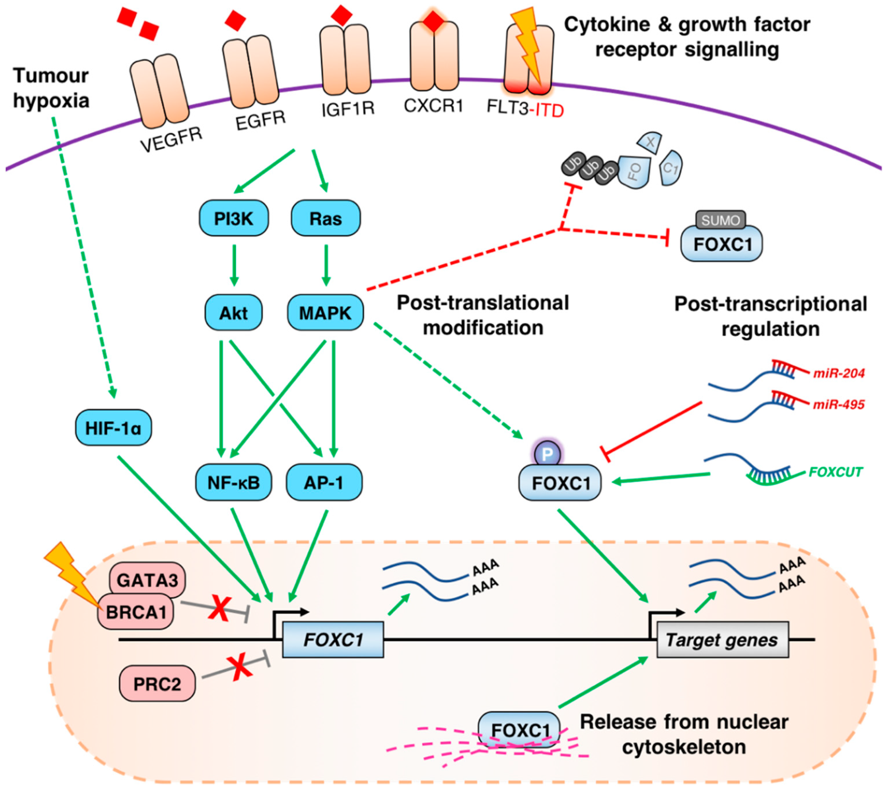 Cancers 11 00184 g002