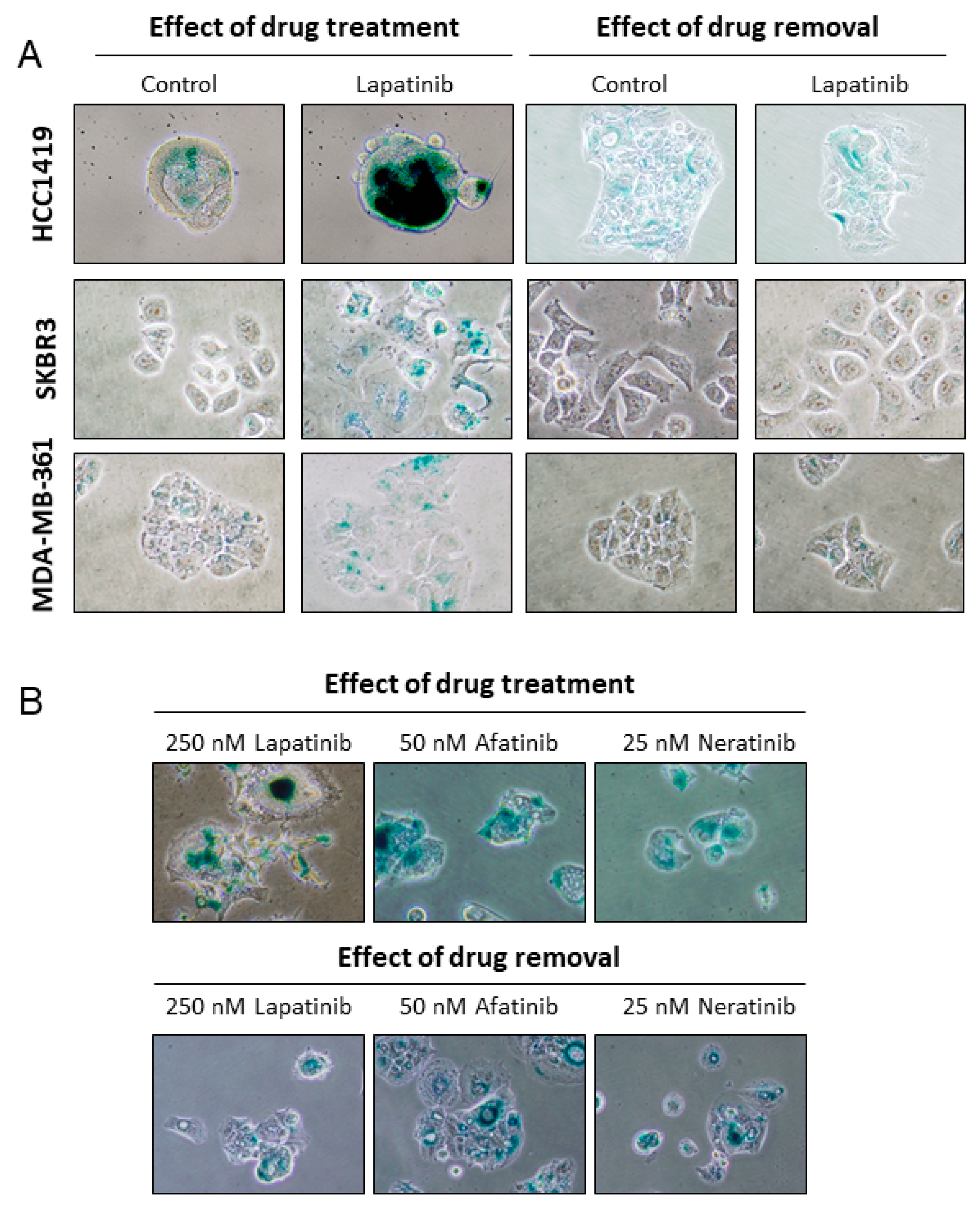 Cancers 11 00197 g005
