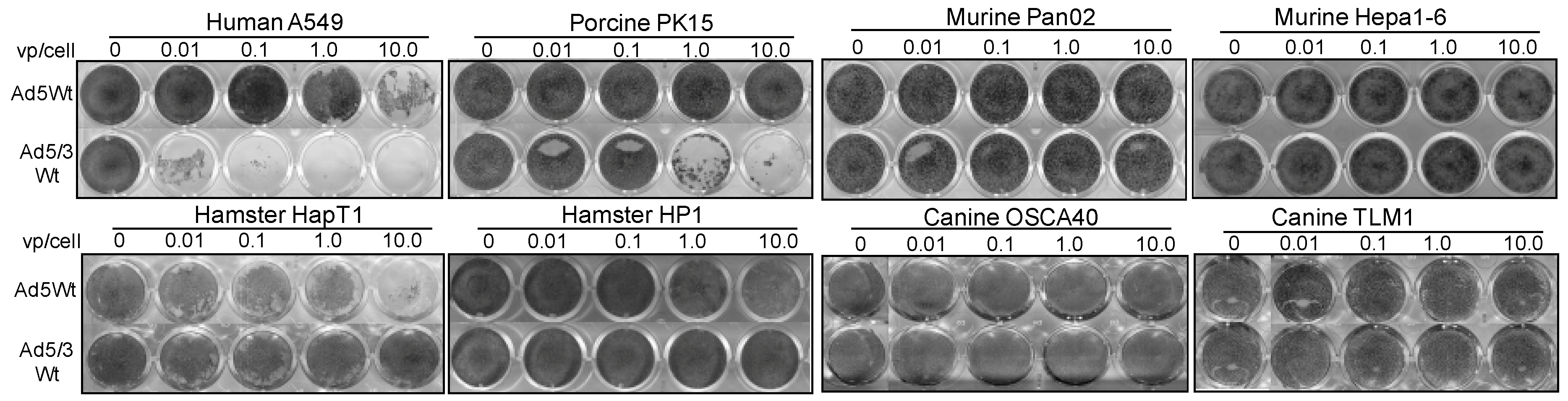Cancers 11 00198 g003