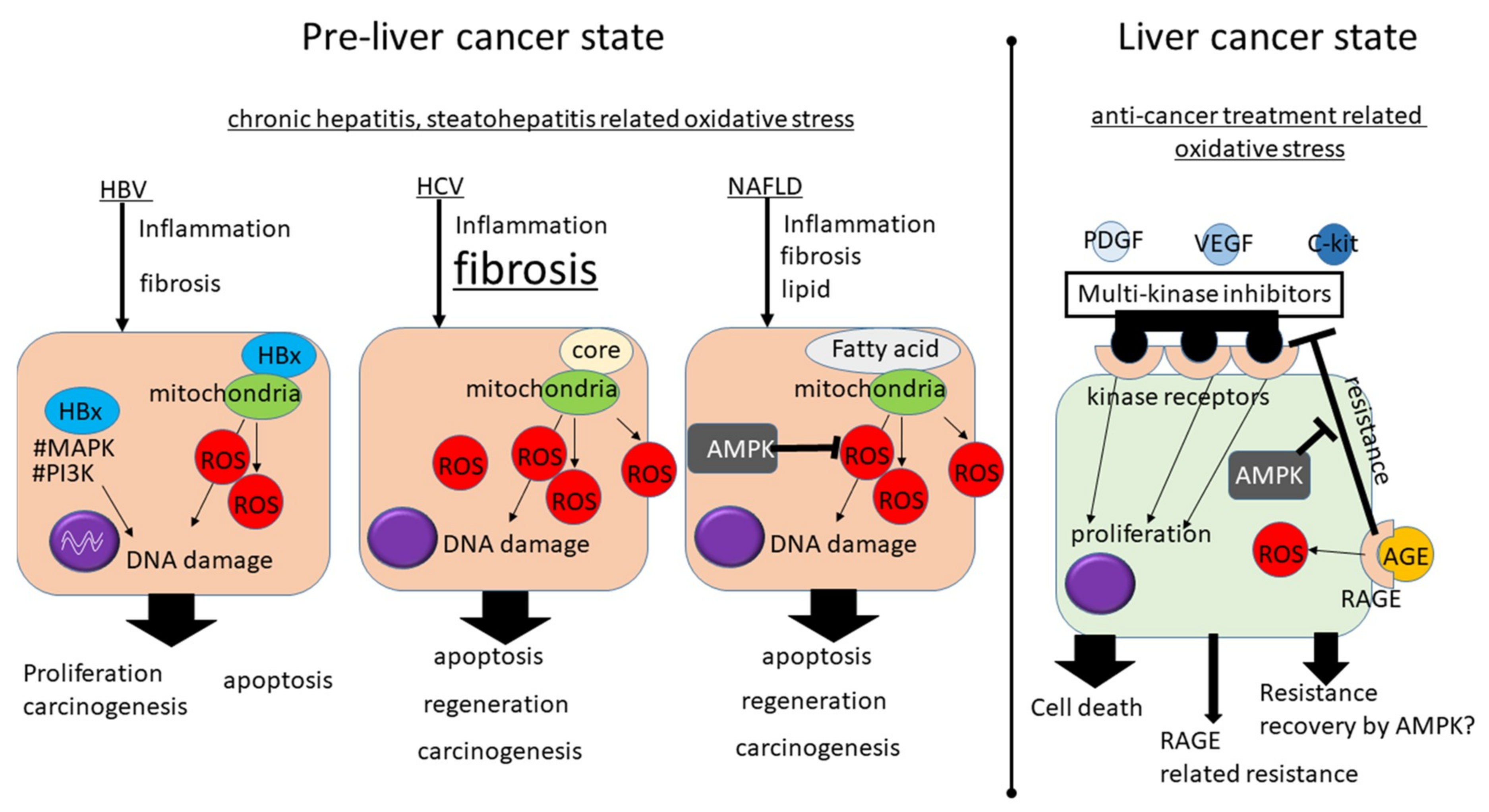 Cancers 11 00213 g003