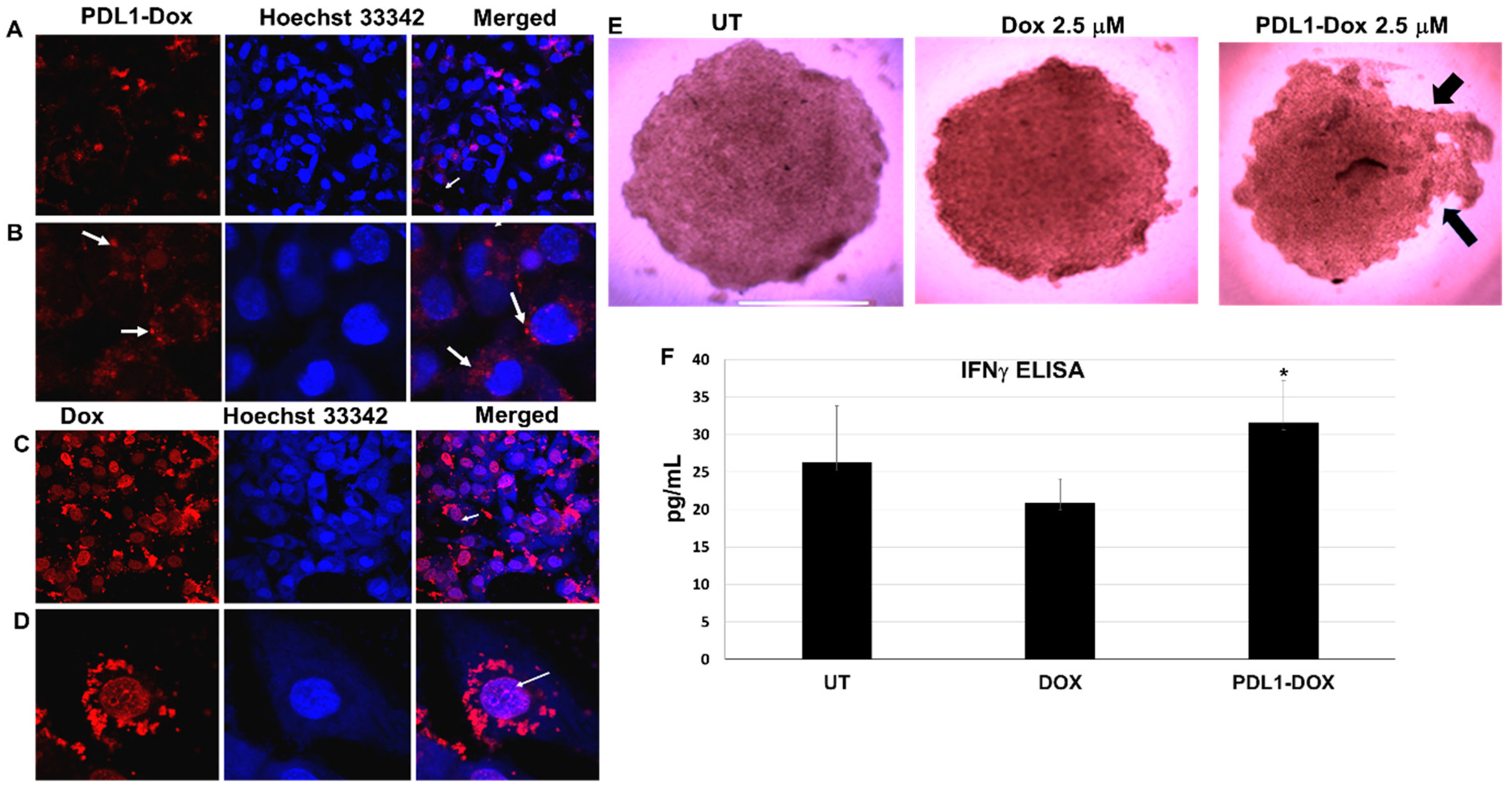 Cancers 11 00232 g004