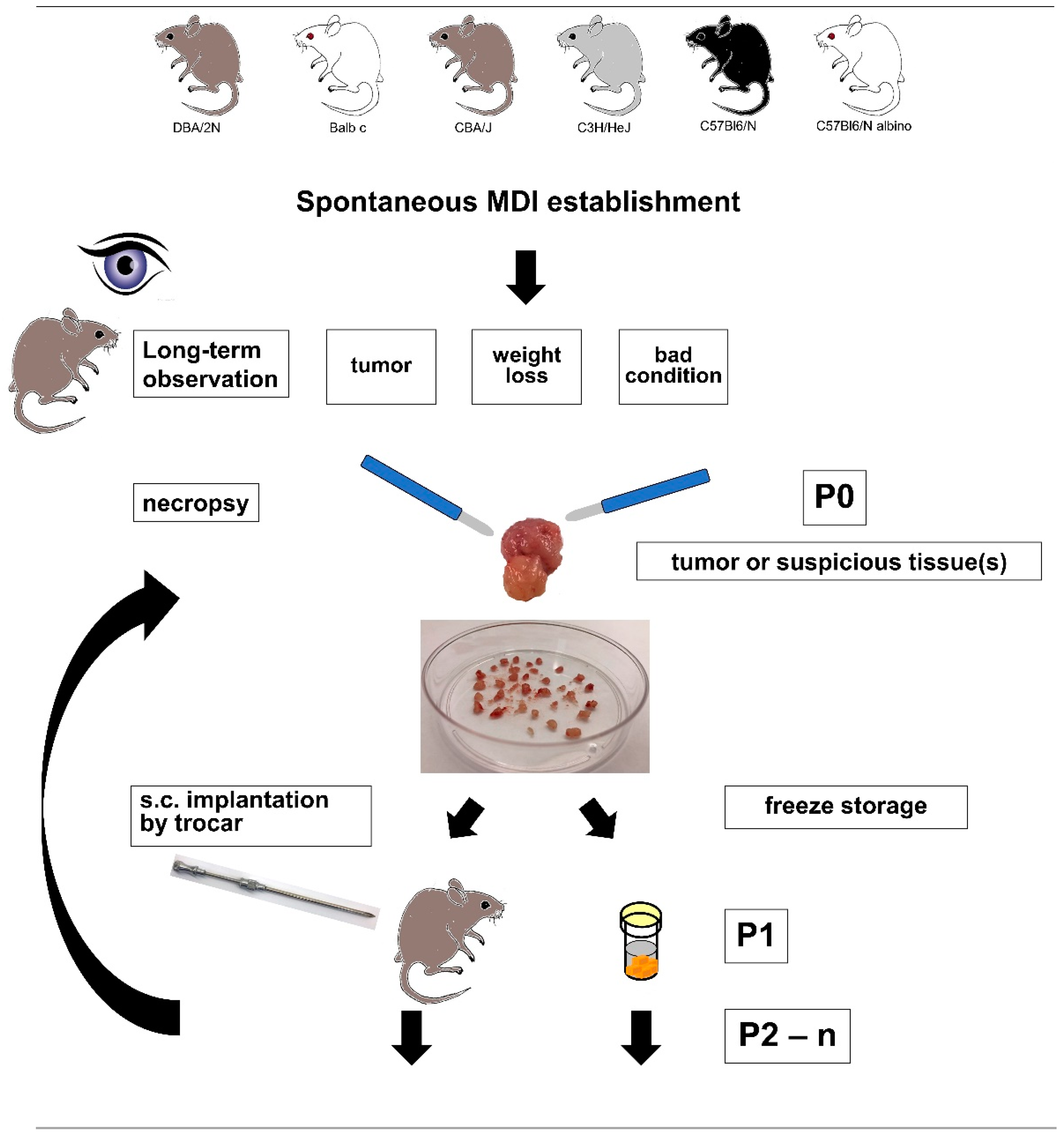 Cancers 11 00244 g001